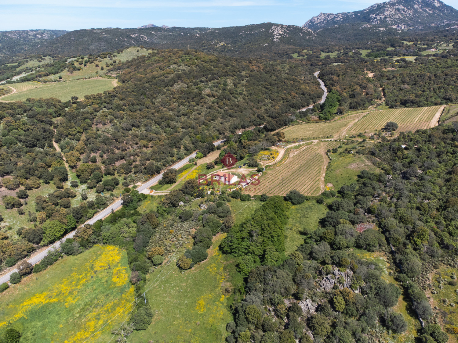 Azienda Agricola di Prestigio con Vigneti e Sugherete