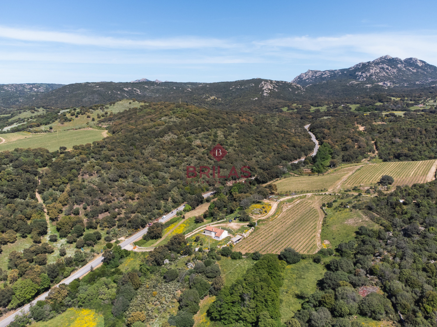 Azienda Agricola di Prestigio con Vigneti e Sugherete