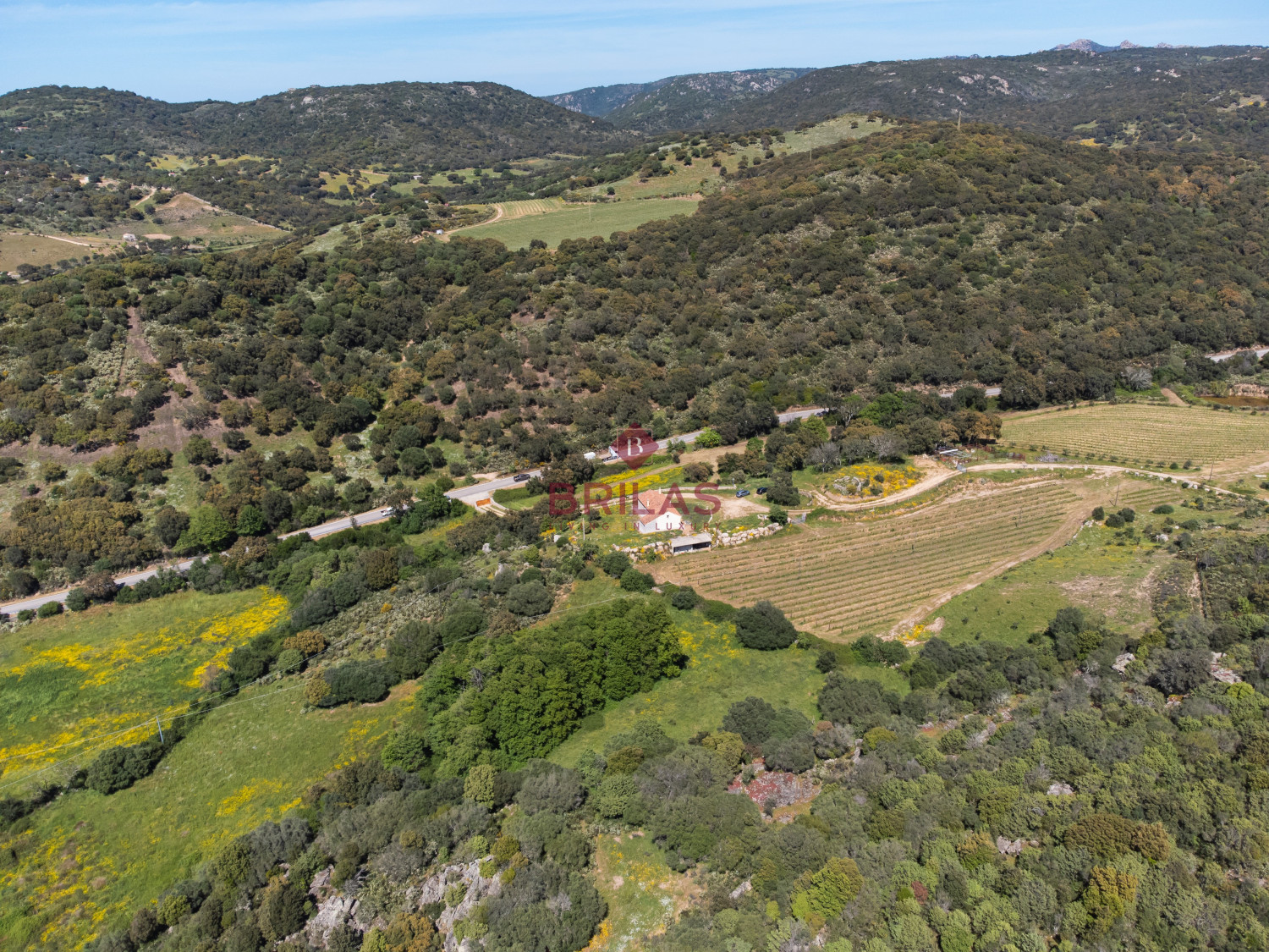 Azienda Agricola di Prestigio con Vigneti e Sugherete