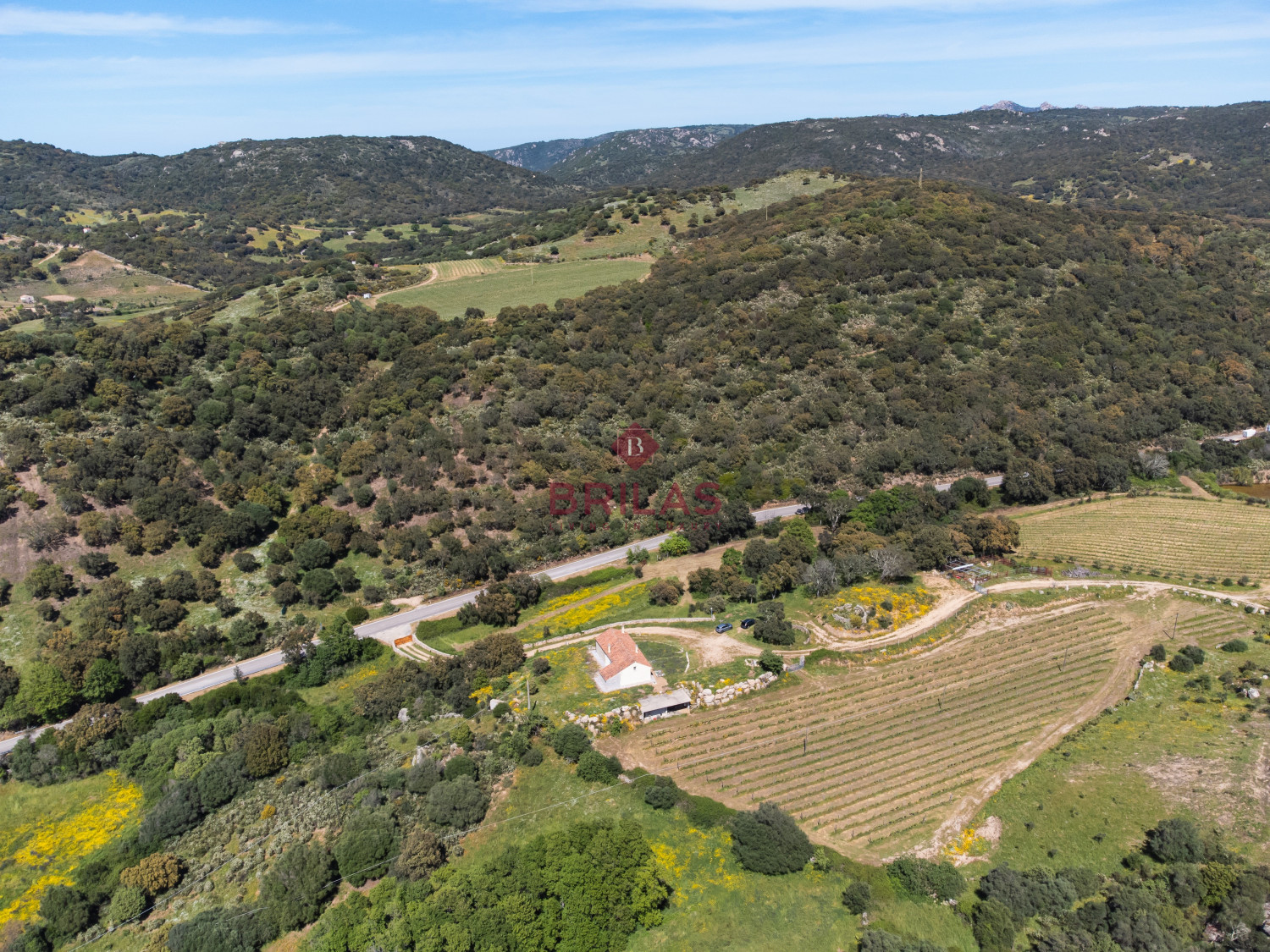 Azienda Agricola di Prestigio con Vigneti e Sugherete