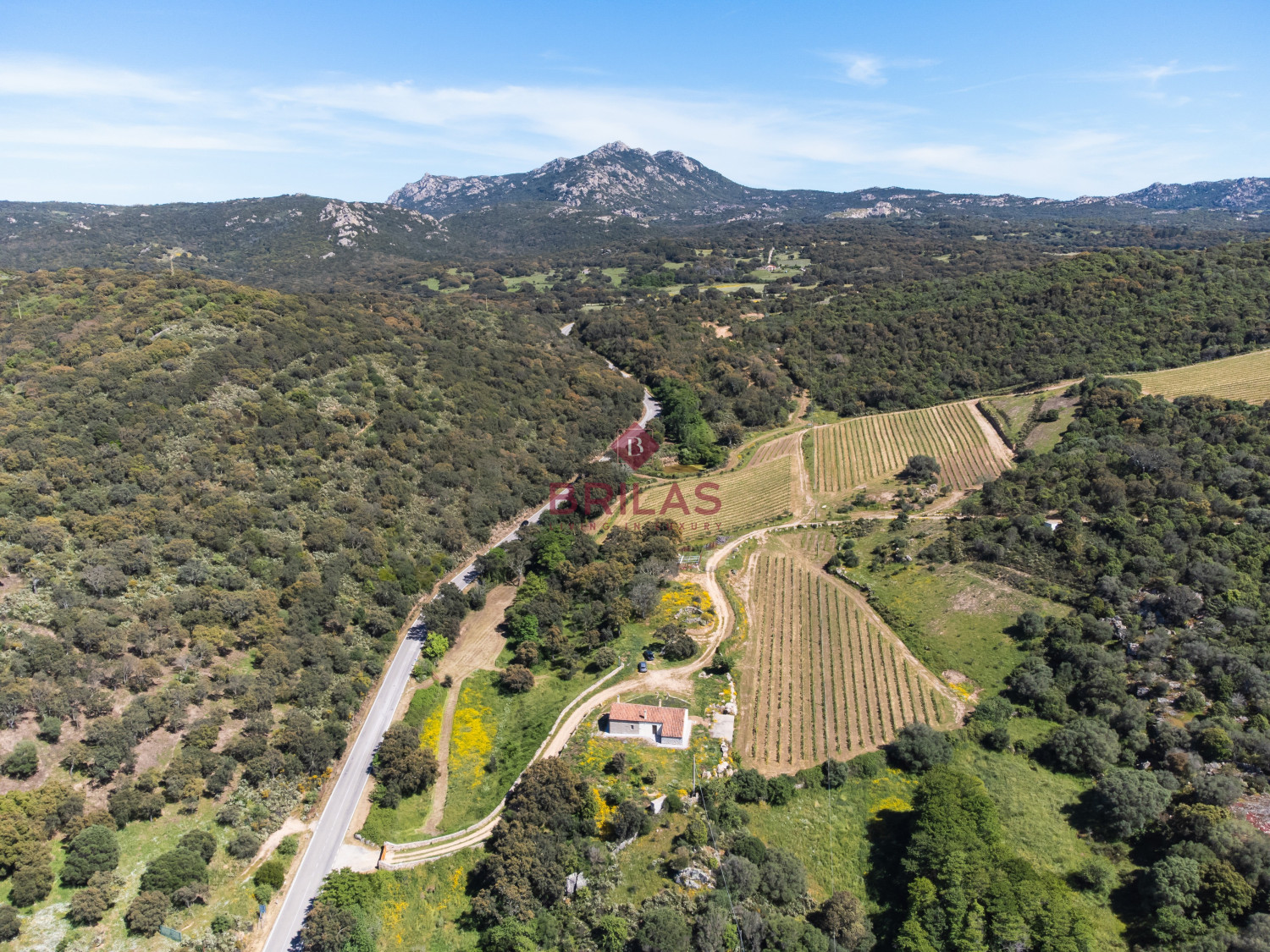 Azienda Agricola di Prestigio con Vigneti e Sugherete