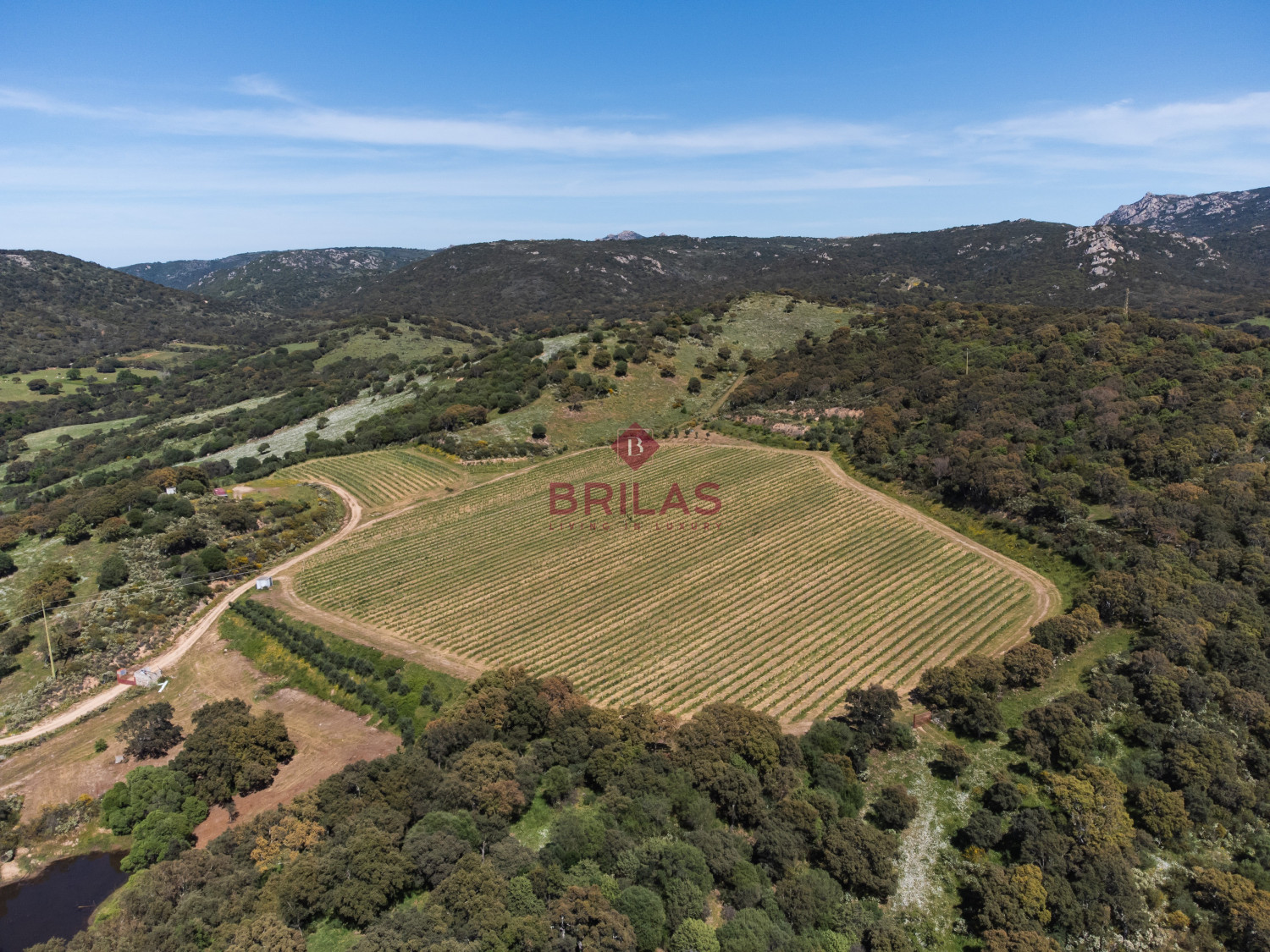 Azienda Agricola di Prestigio con Vigneti e Sugherete
