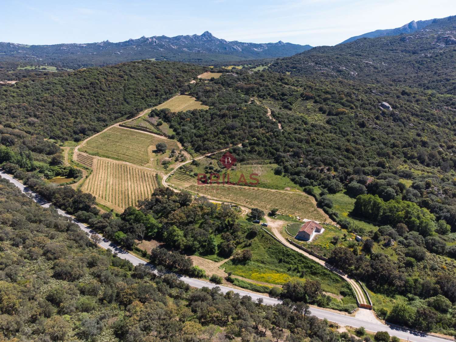 Azienda Agricola di Prestigio con Vigneti e Sugherete