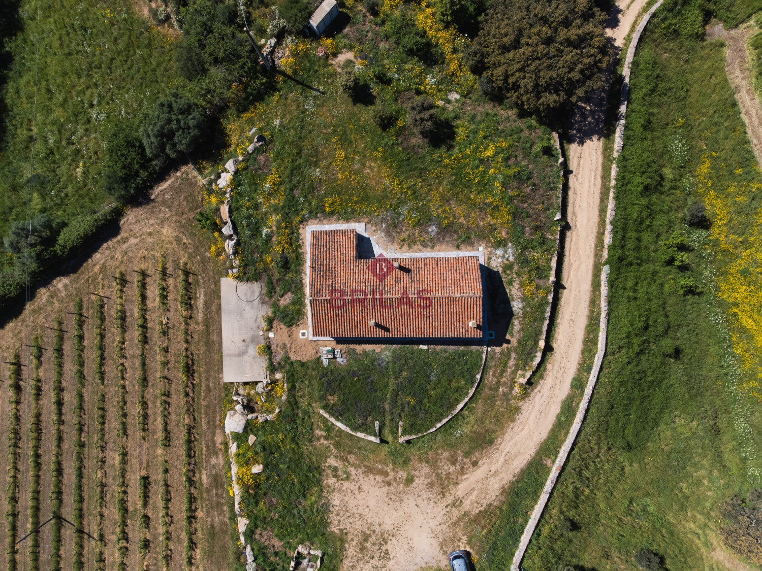 Azienda Agricola di Prestigio con Vigneti e Sugherete
