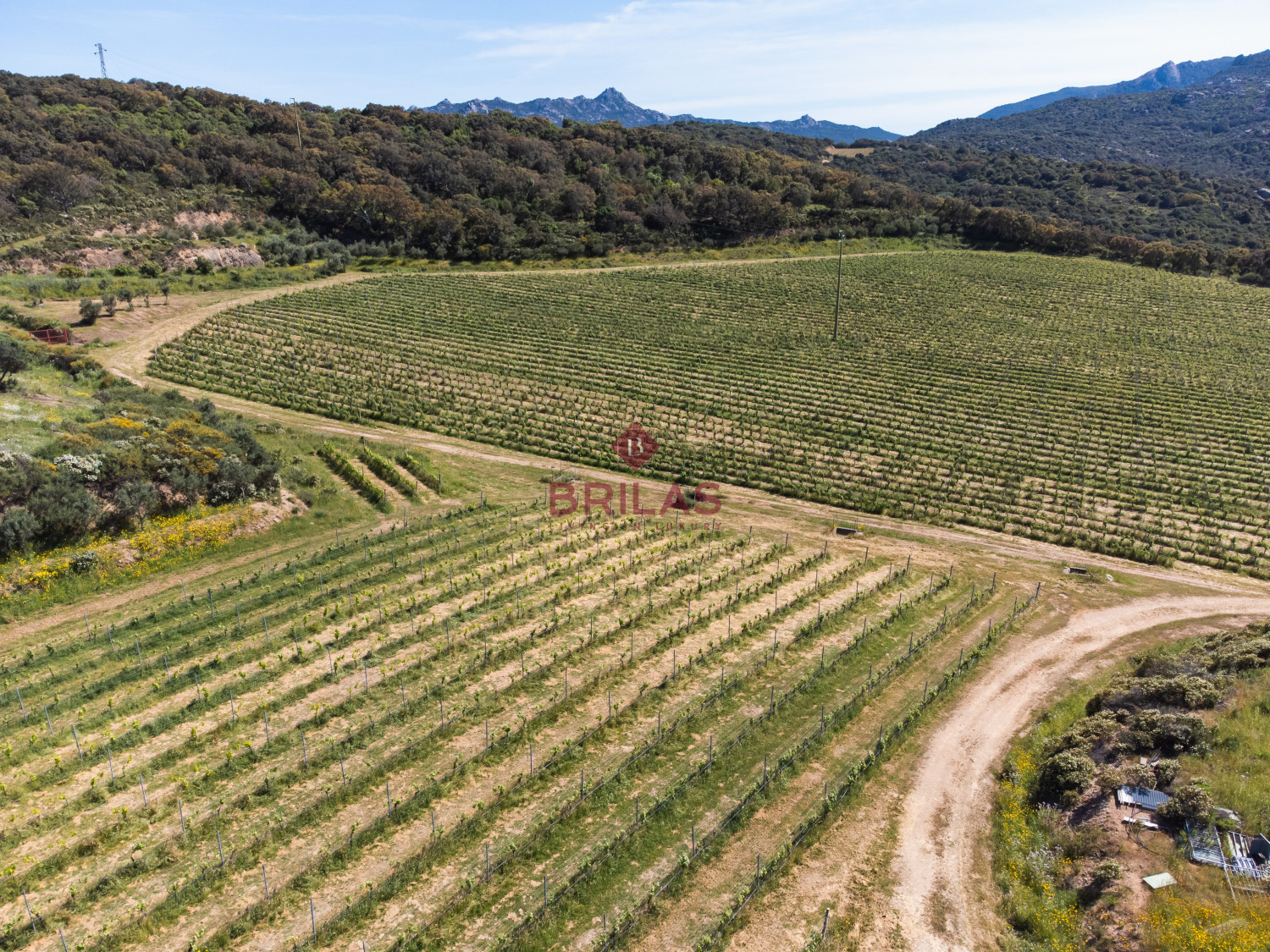 Azienda Agricola di Prestigio con Vigneti e Sugherete