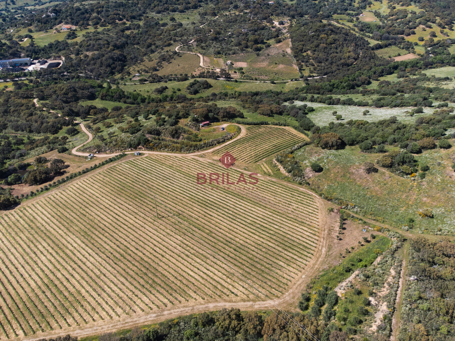 Azienda Agricola di Prestigio con Vigneti e Sugherete