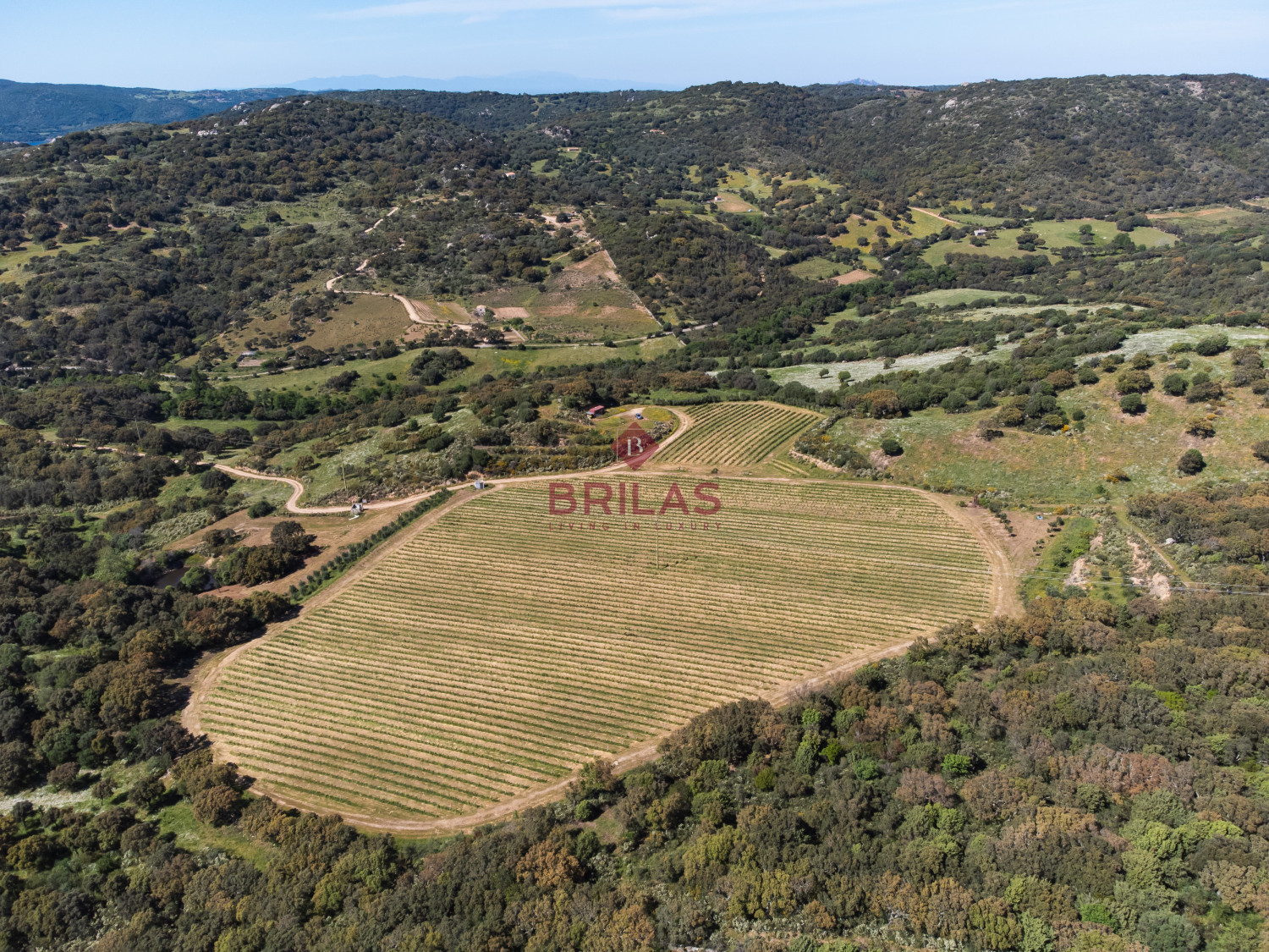 Azienda Agricola di Prestigio con Vigneti e Sugherete