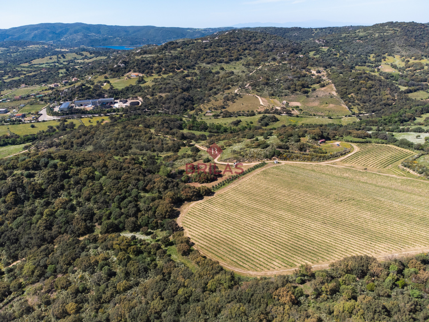 Azienda Agricola di Prestigio con Vigneti e Sugherete