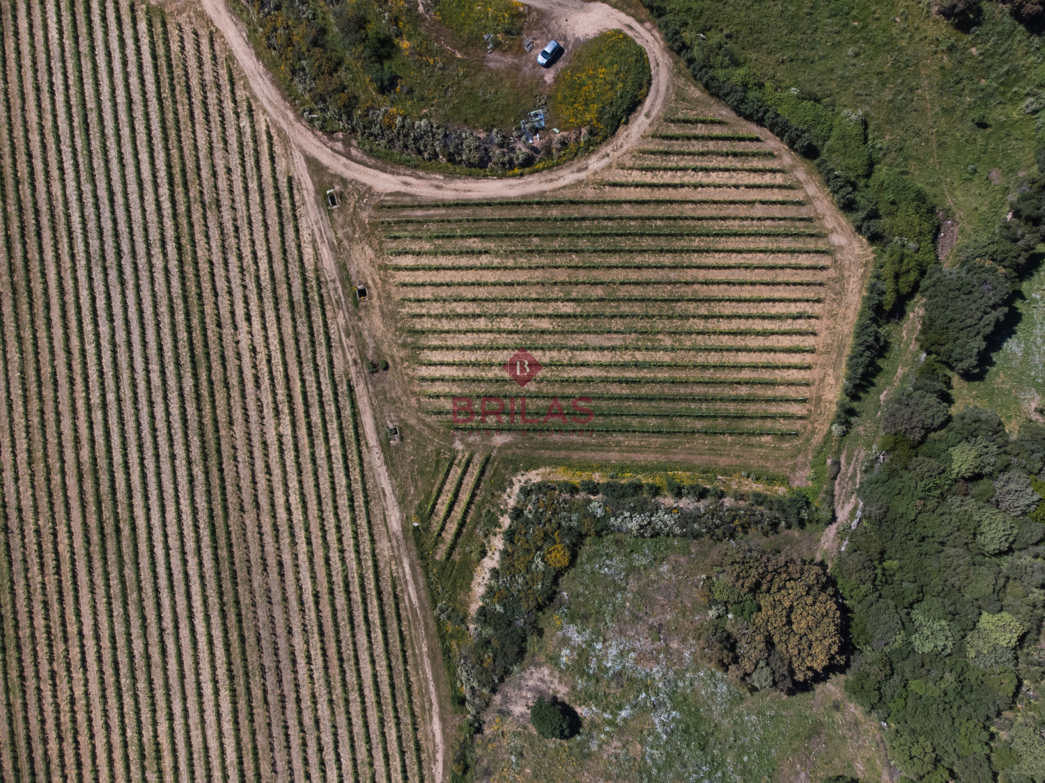 Azienda Agricola di Prestigio con Vigneti e Sugherete