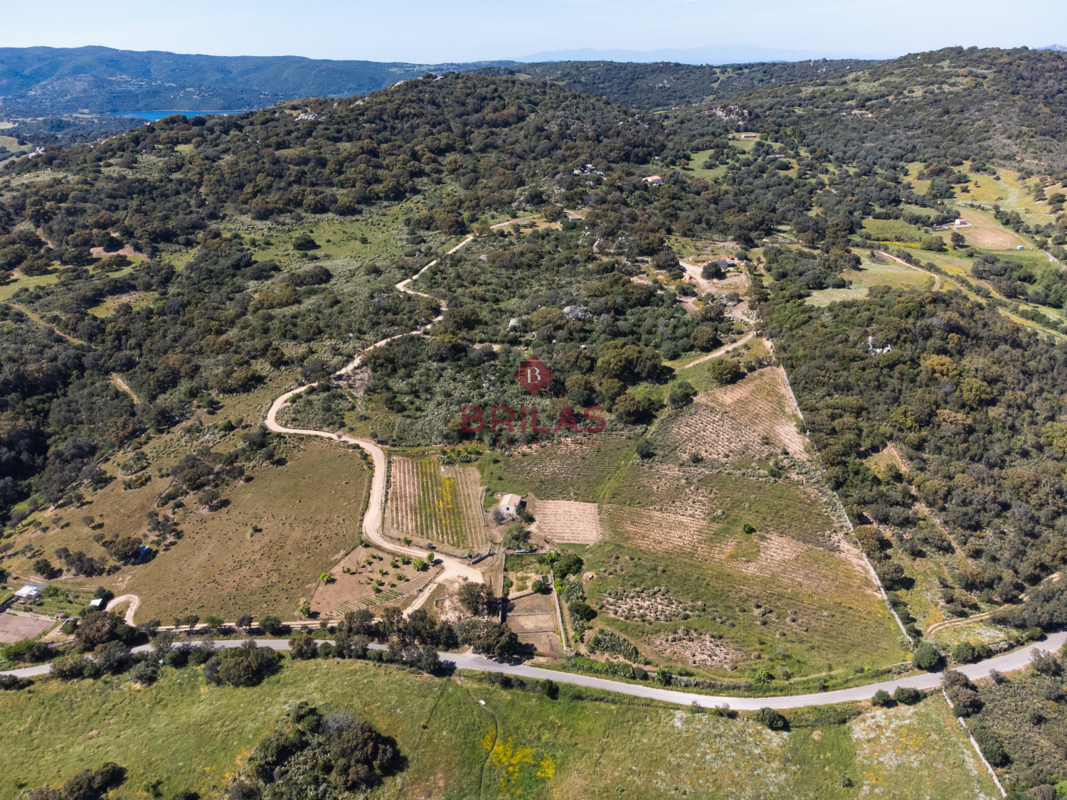 Azienda Agricola di Prestigio con Vigneti e Sugherete