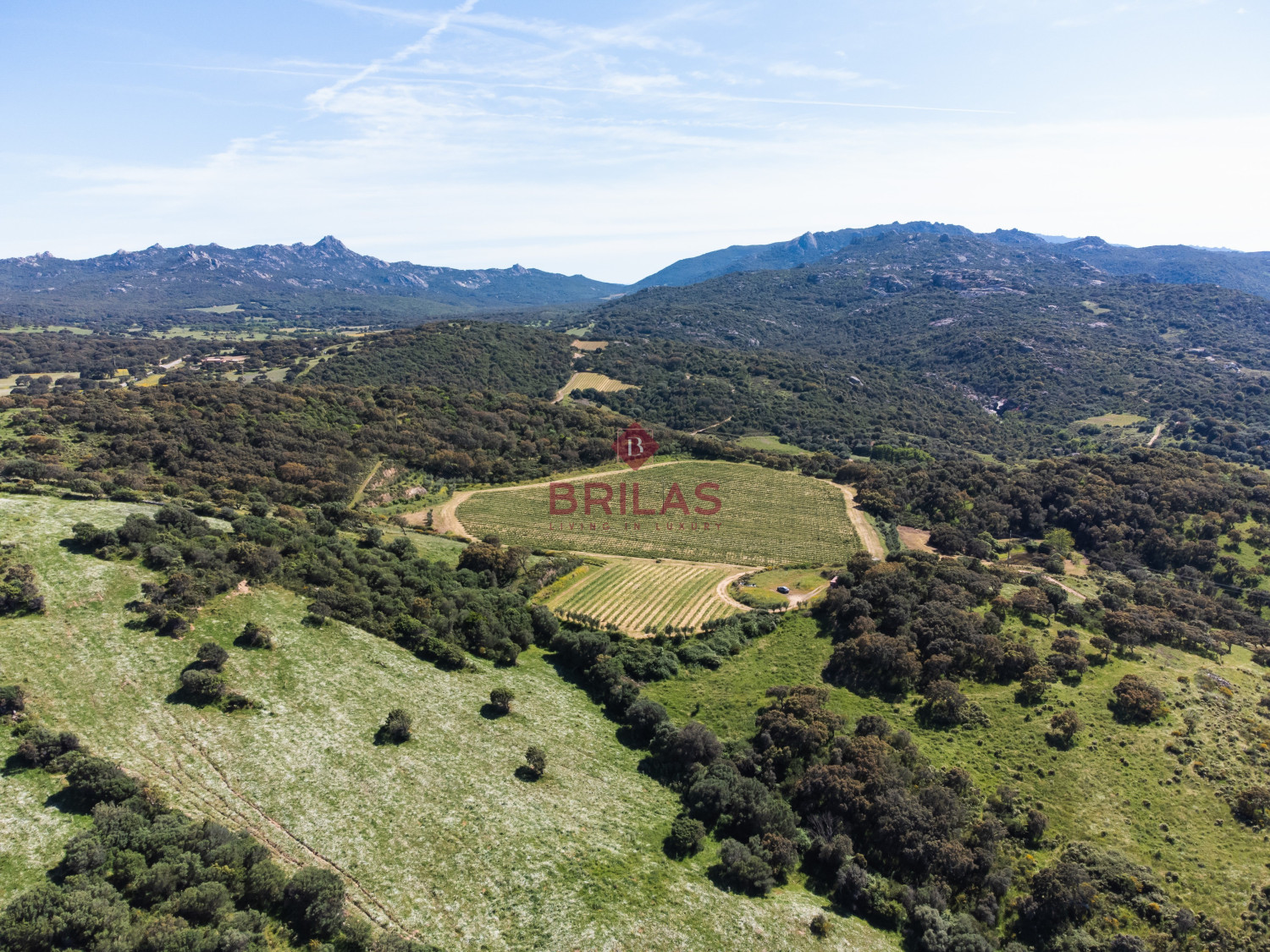 Azienda Agricola di Prestigio con Vigneti e Sugherete