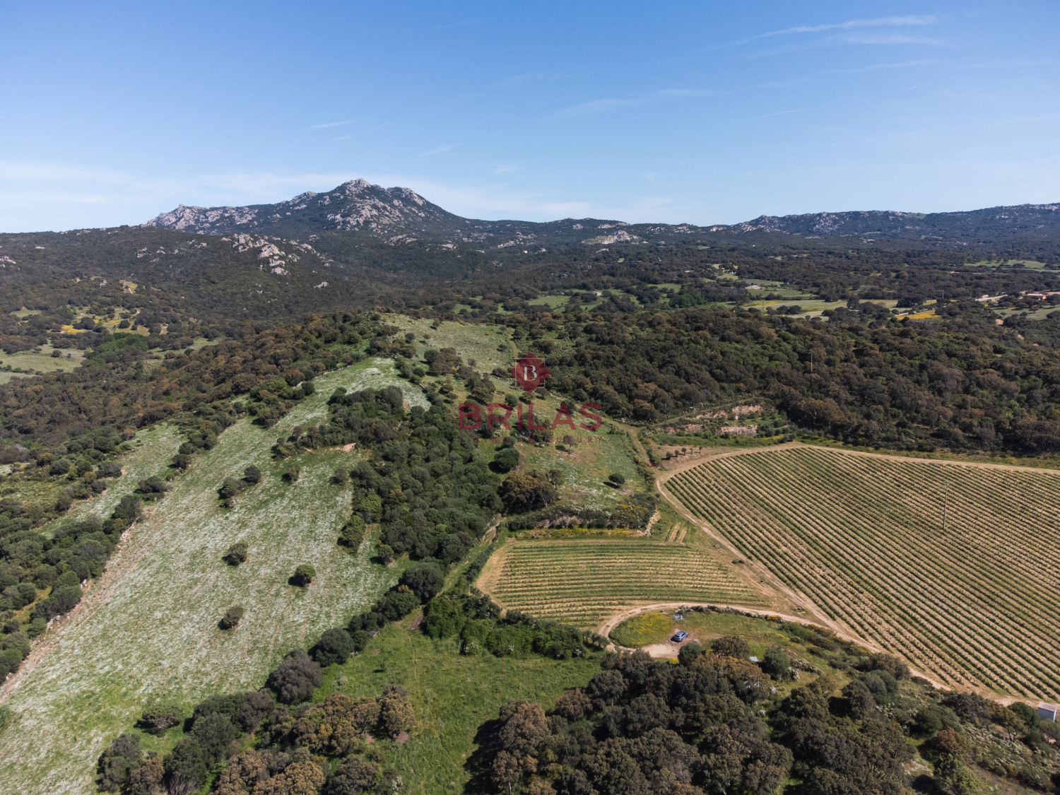 Azienda Agricola di Prestigio con Vigneti e Sugherete