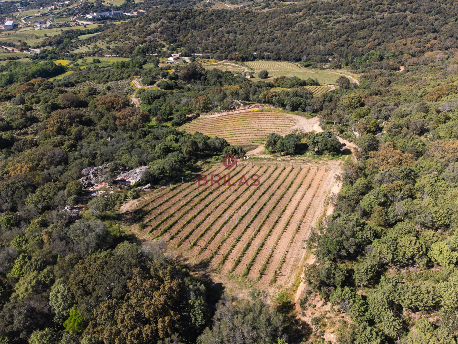 Azienda Agricola di Prestigio con Vigneti e Sugherete