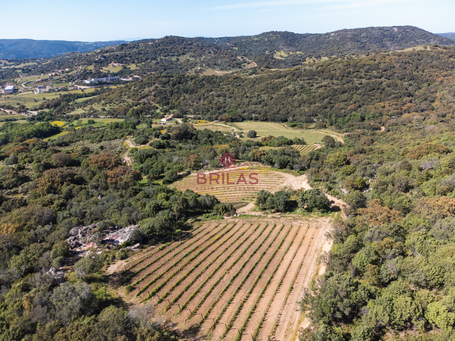 Azienda Agricola di Prestigio con Vigneti e Sugherete