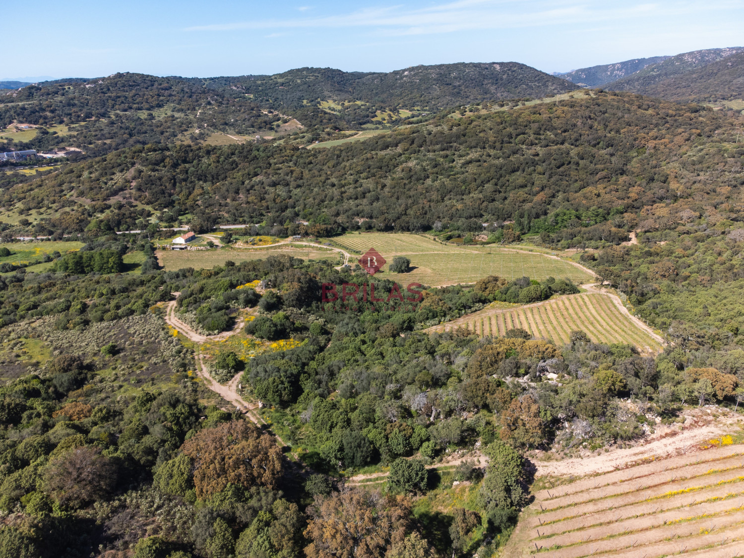 Azienda Agricola di Prestigio con Vigneti e Sugherete
