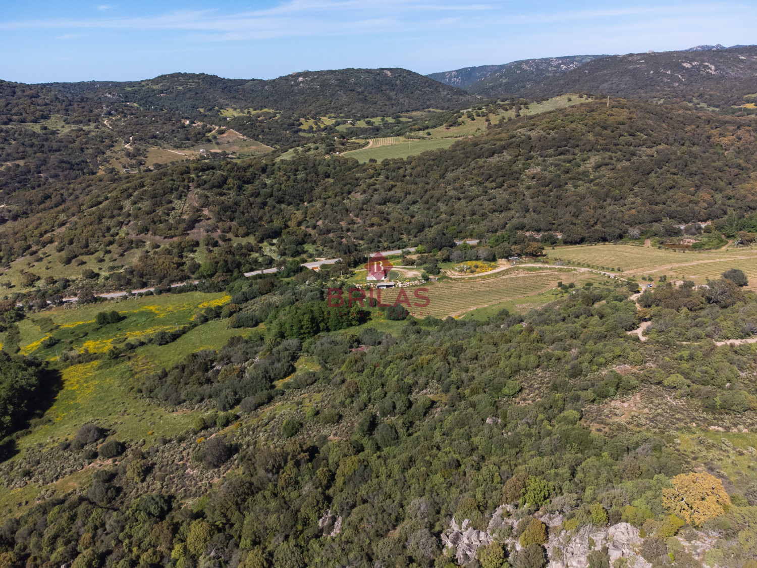 Azienda Agricola di Prestigio con Vigneti e Sugherete