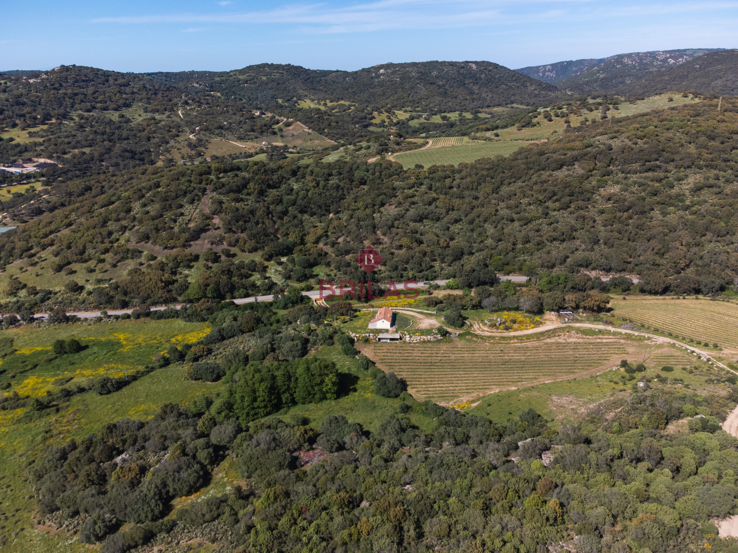 Azienda Agricola di Prestigio con Vigneti e Sugherete