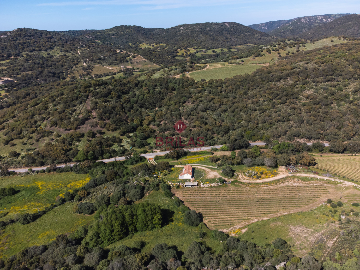 Azienda Agricola di Prestigio con Vigneti e Sugherete