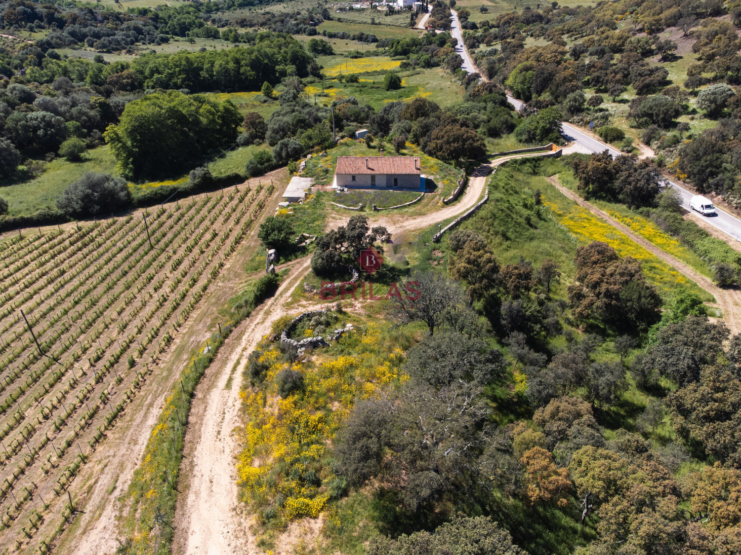 Azienda Agricola di Prestigio con Vigneti e Sugherete