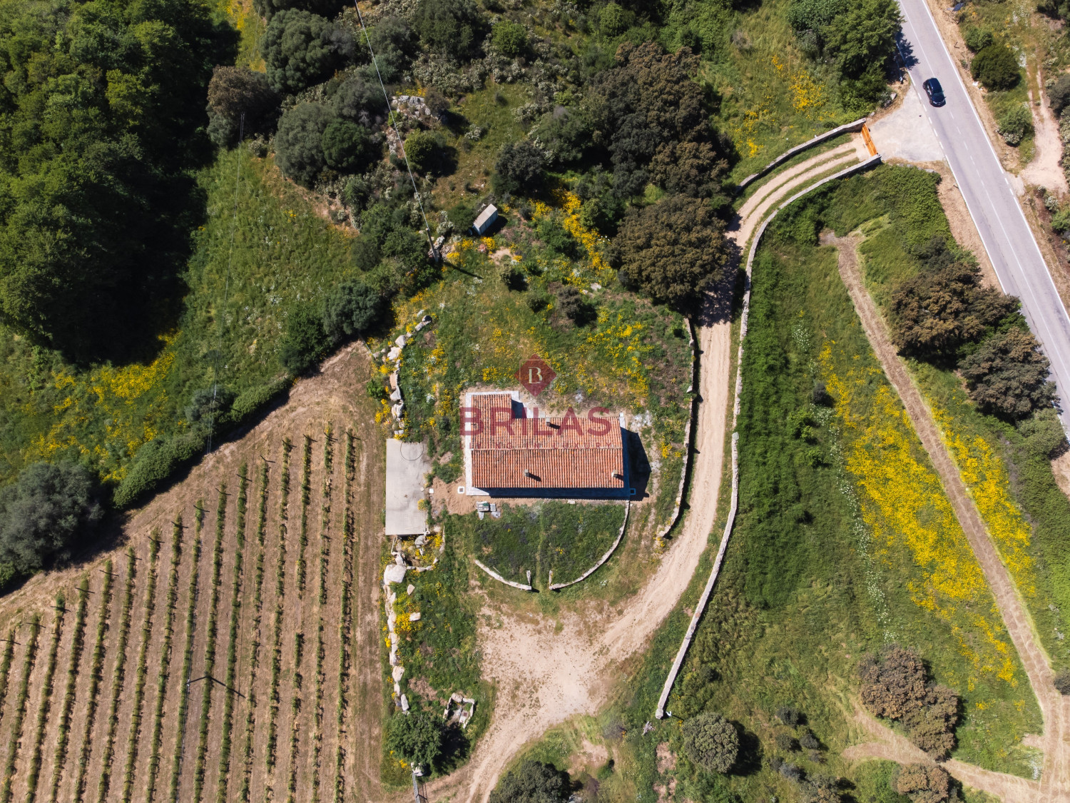 Azienda Agricola di Prestigio con Vigneti e Sugherete