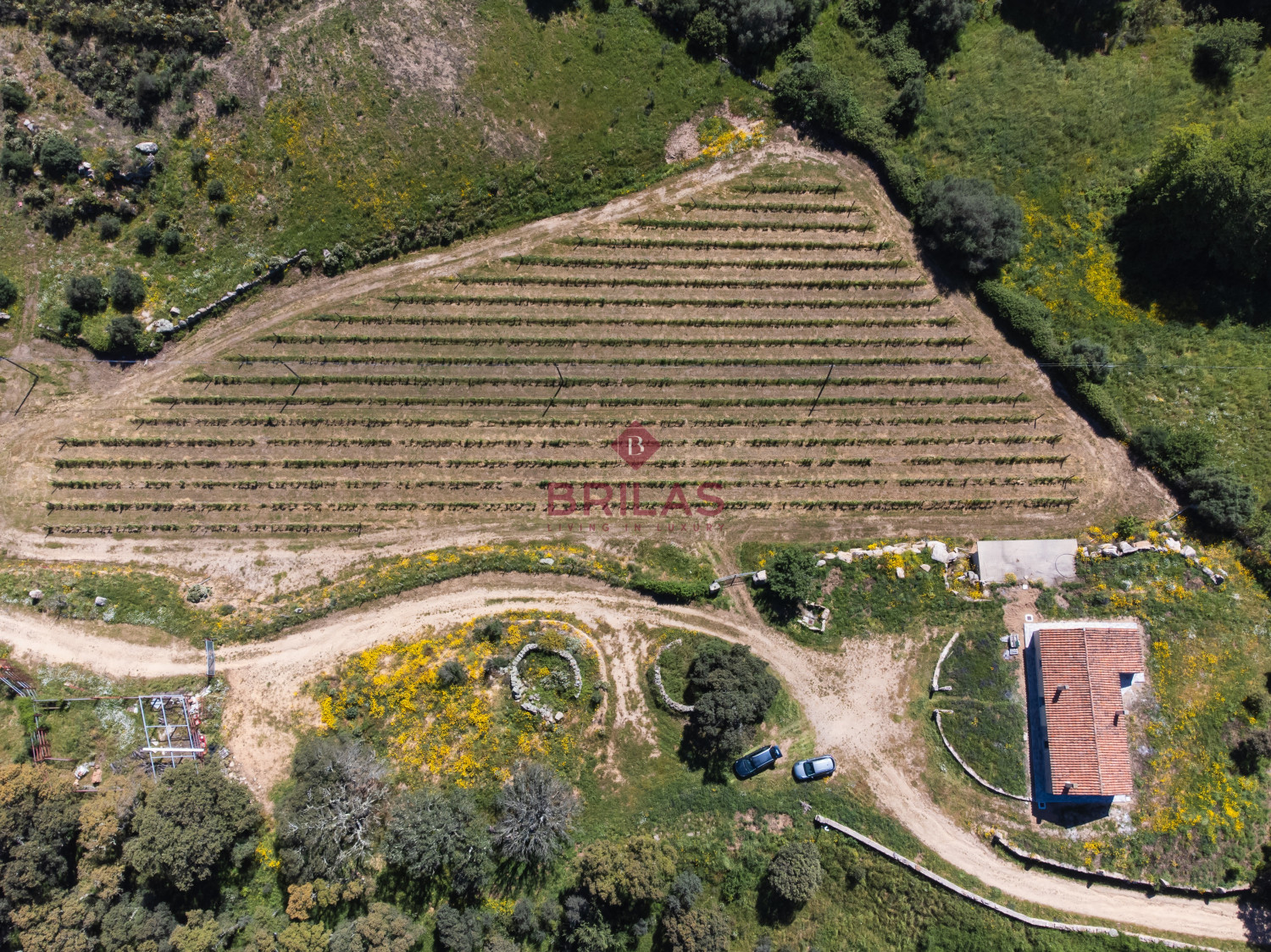Azienda Agricola di Prestigio con Vigneti e Sugherete