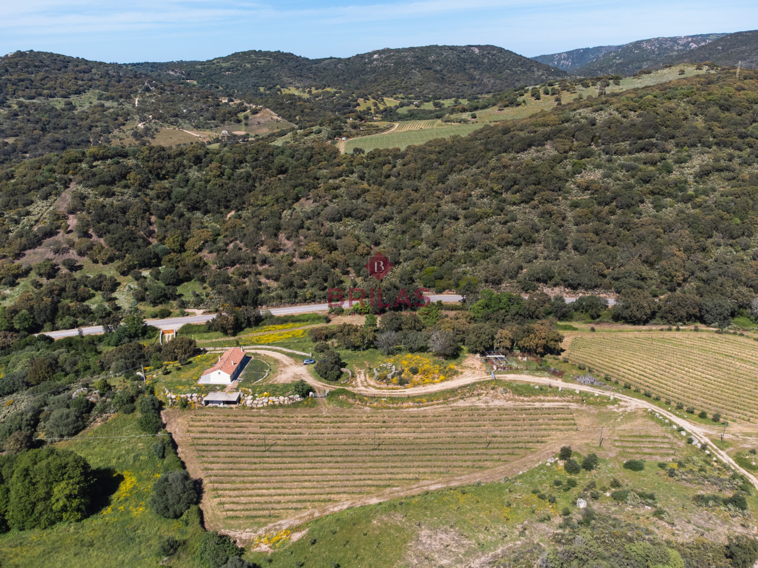 Azienda Agricola di Prestigio con Vigneti e Sugherete