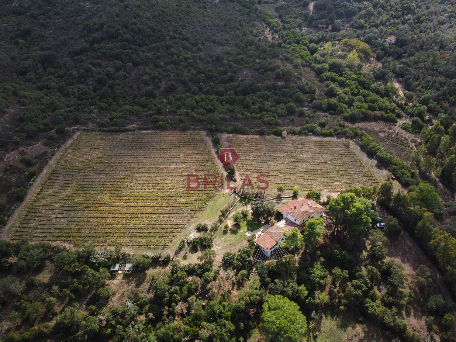 Villa rustica con vigna e uliveto