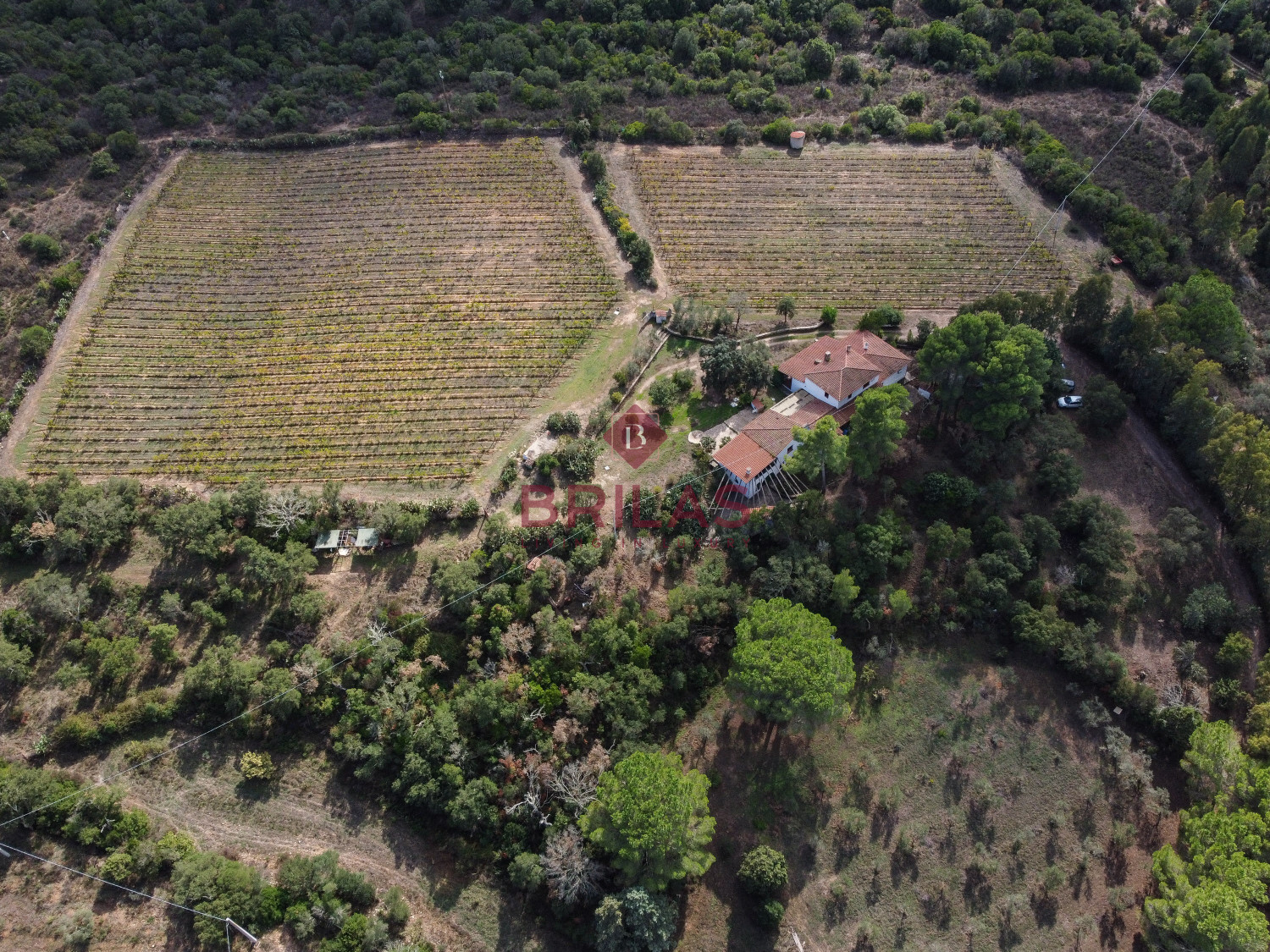 Villa rustica con vigna e uliveto