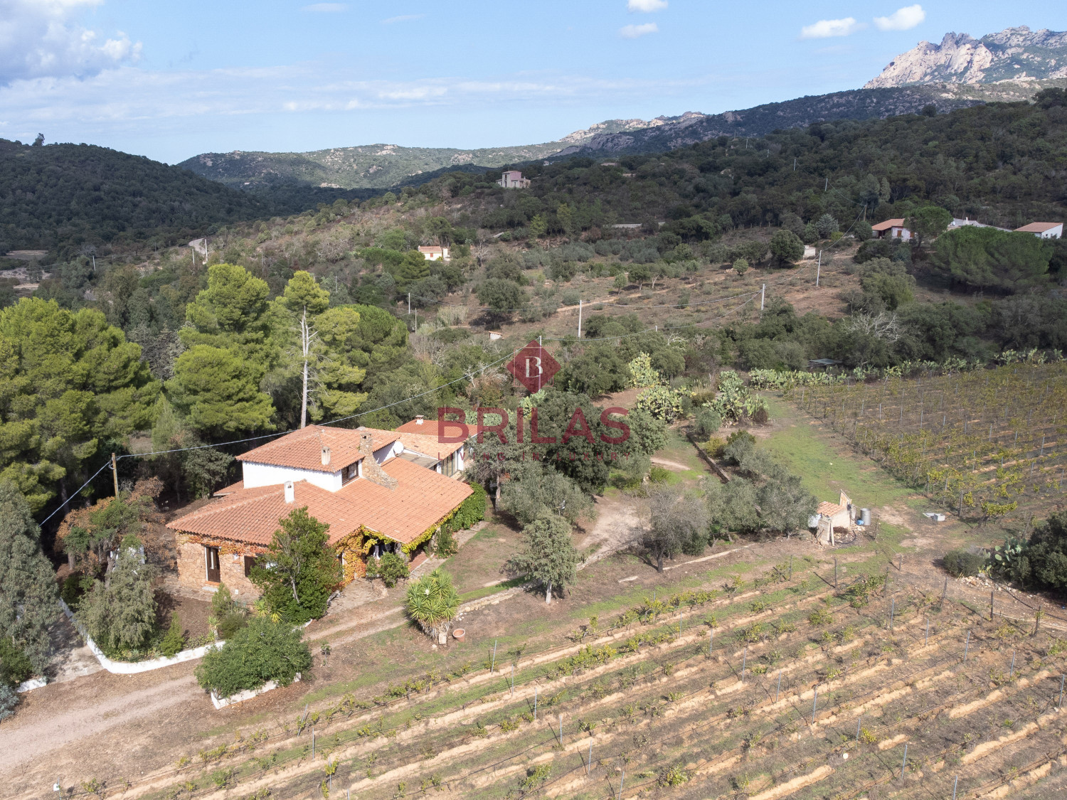 Villa rustica con vigna e uliveto