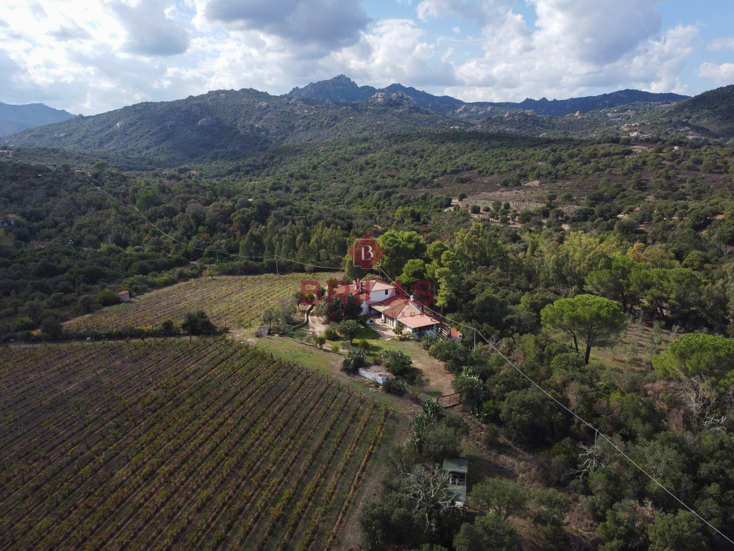 Villa rustica con vigna e uliveto