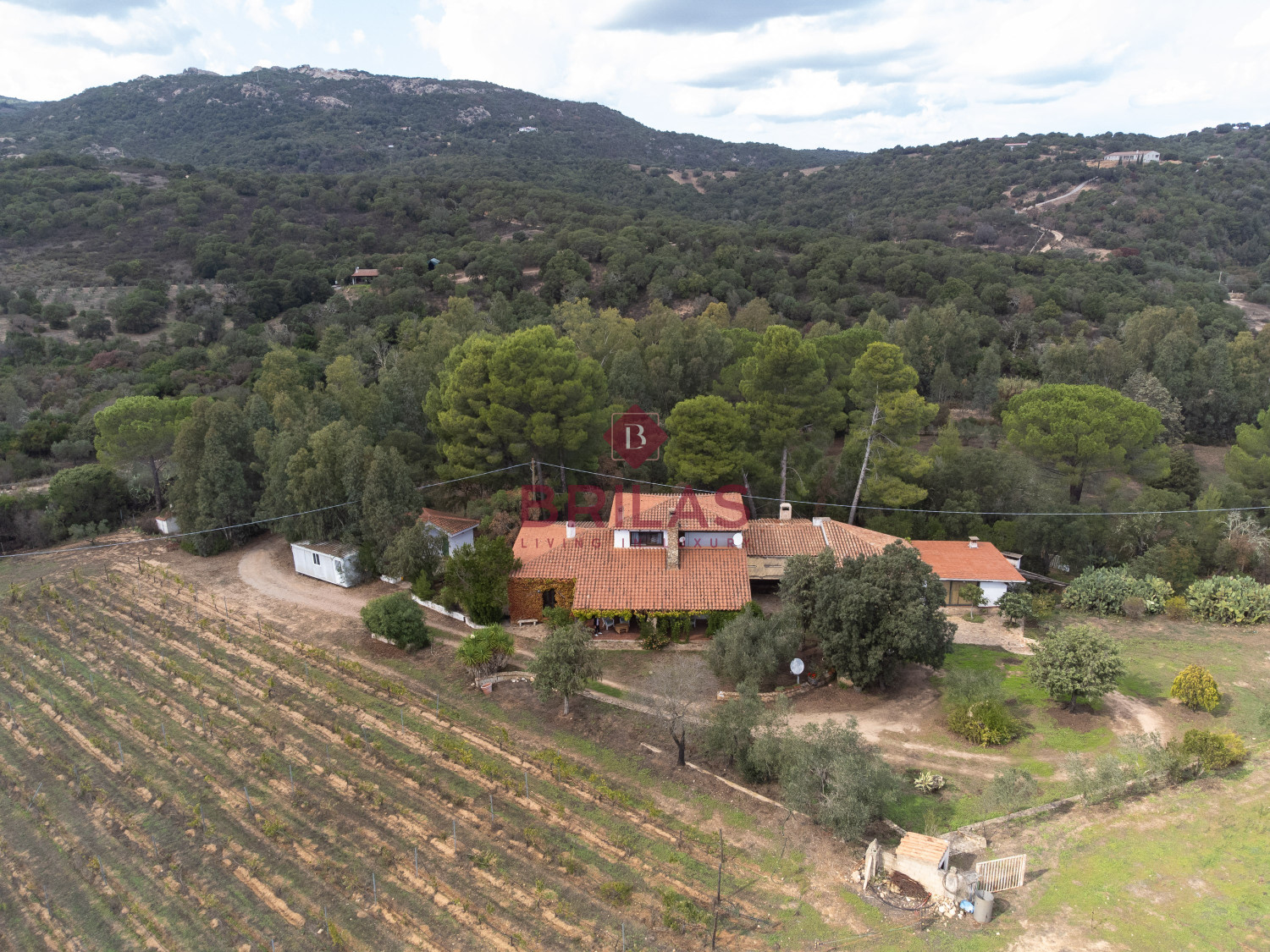 Villa rustica con vigna e uliveto