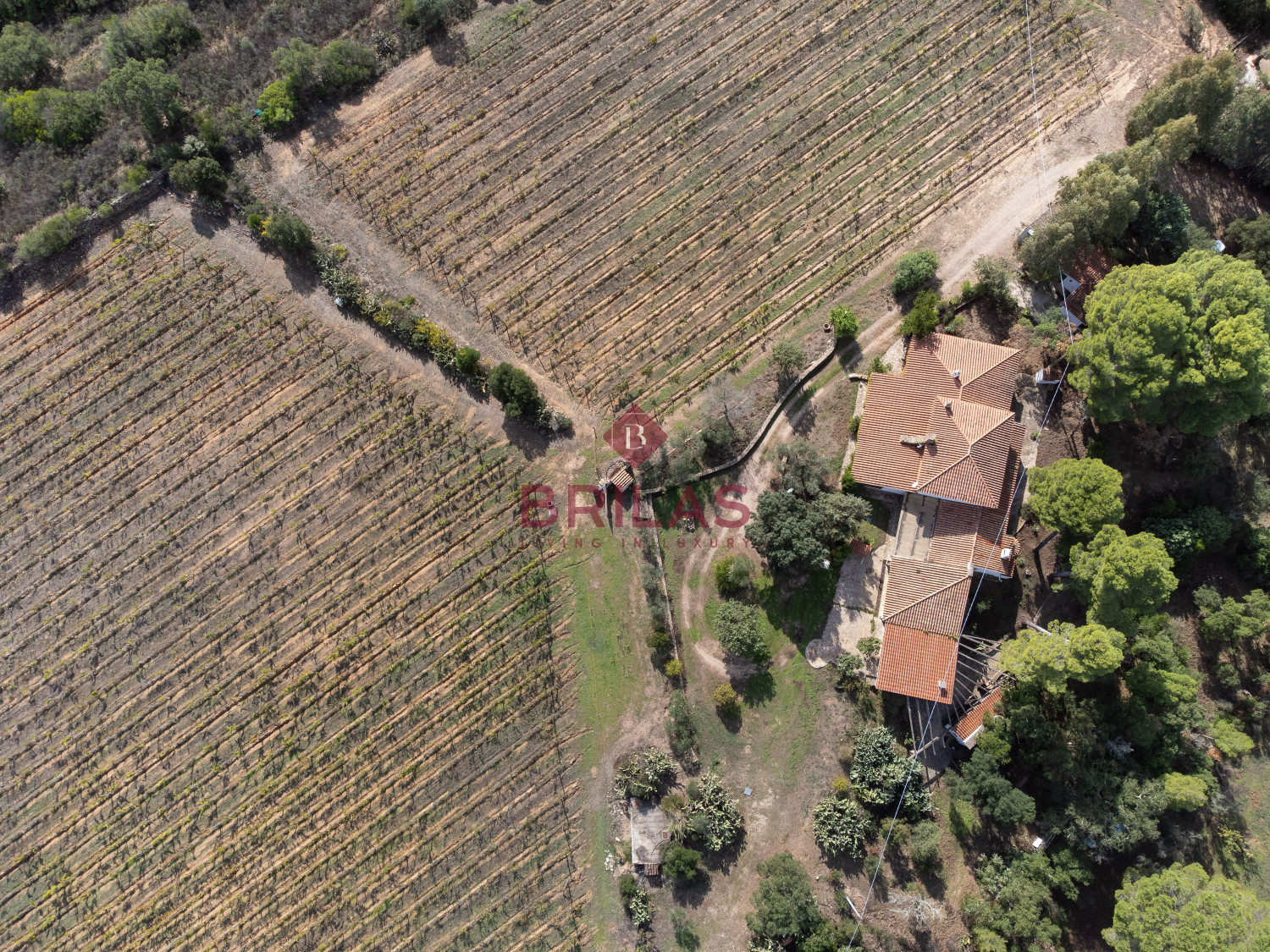 Villa rustica con vigna e uliveto