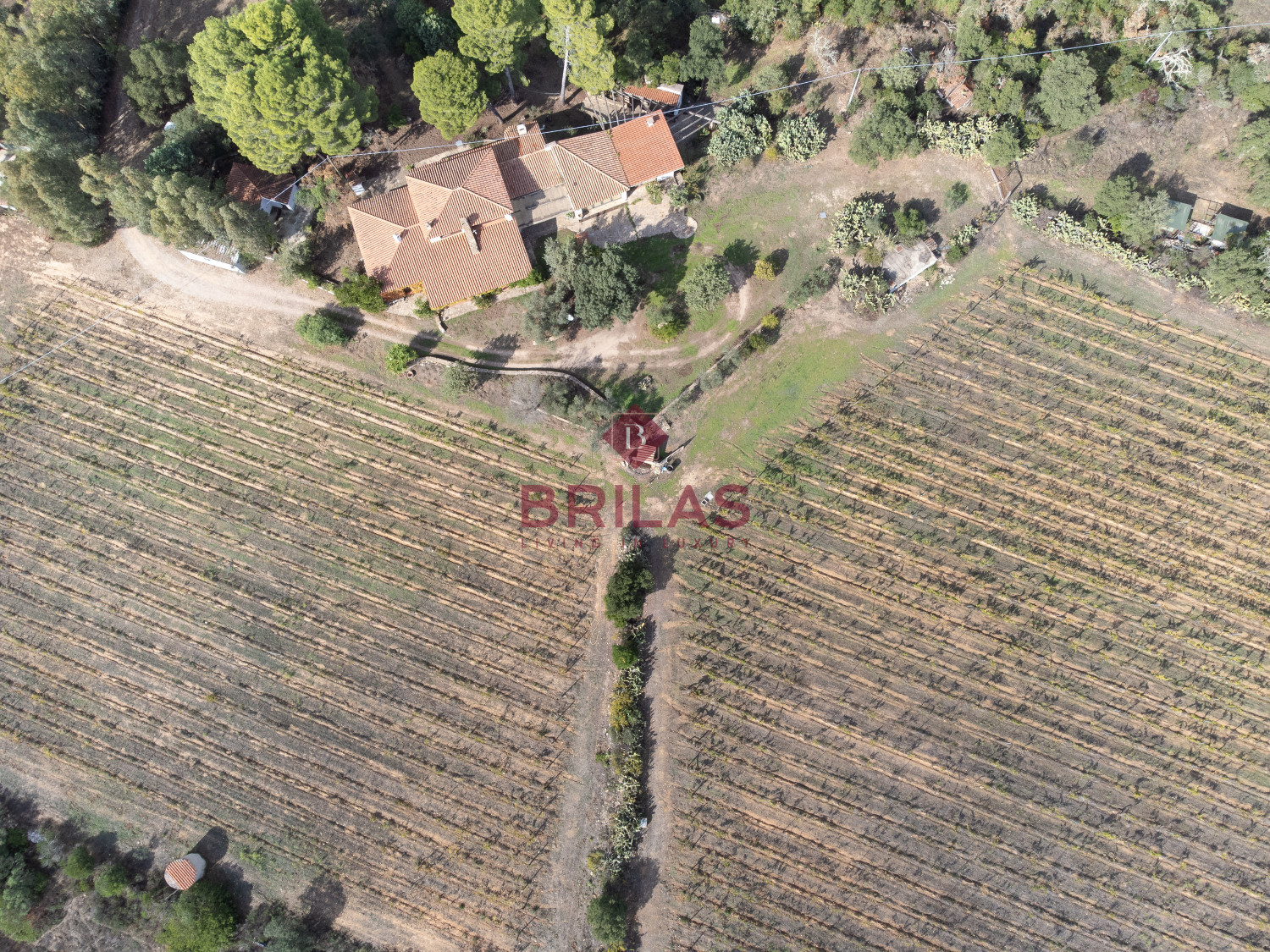 Villa rustica con vigna e uliveto