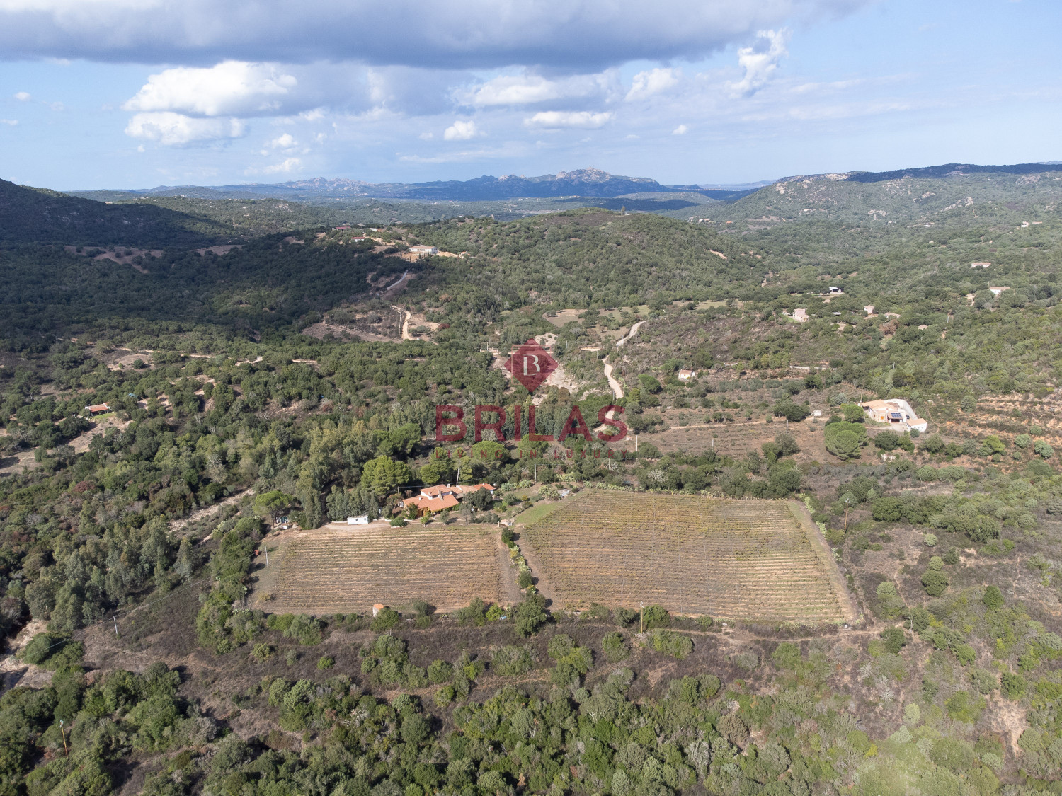 Villa rustica con vigna e uliveto