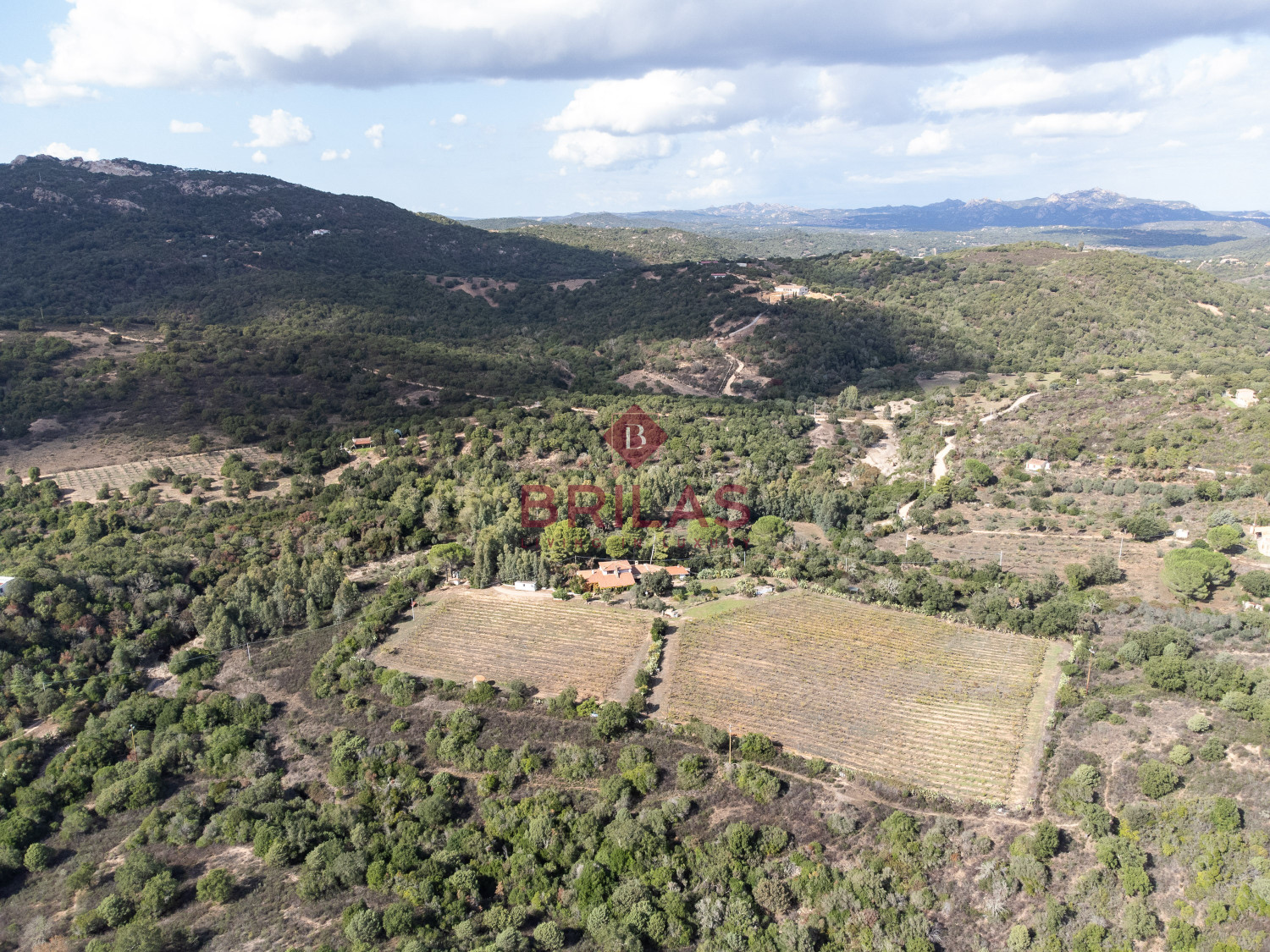 Villa rustica con vigna e uliveto