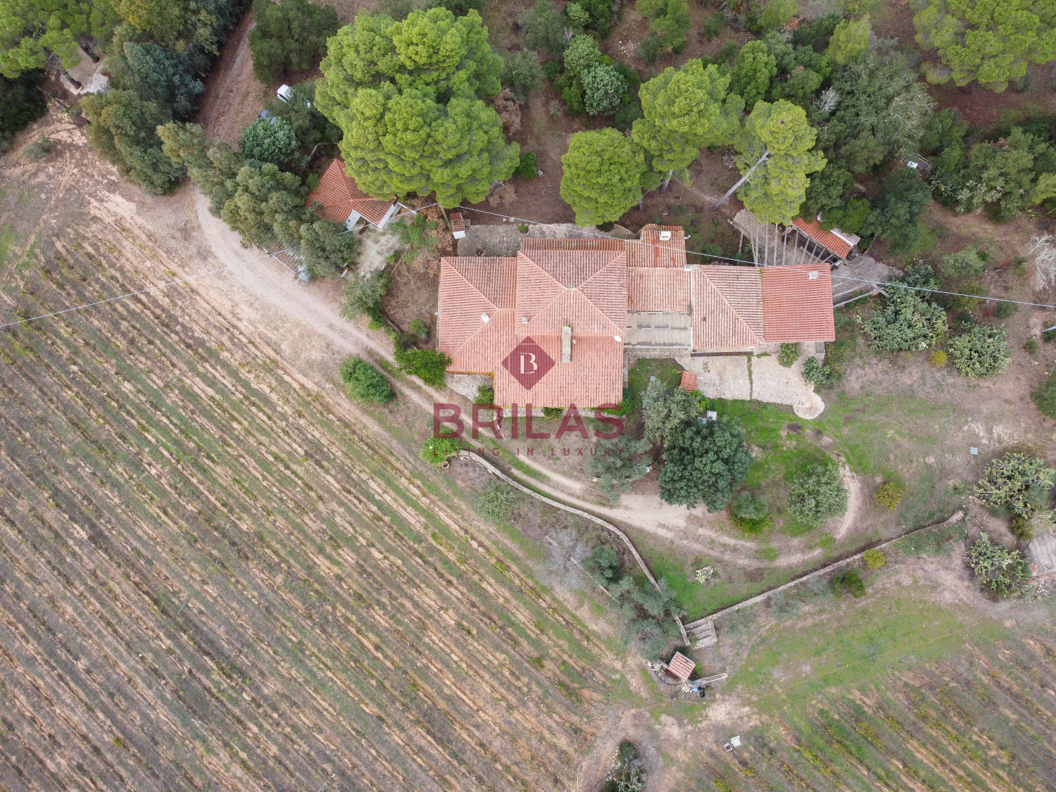 Villa rustica con vigna e uliveto