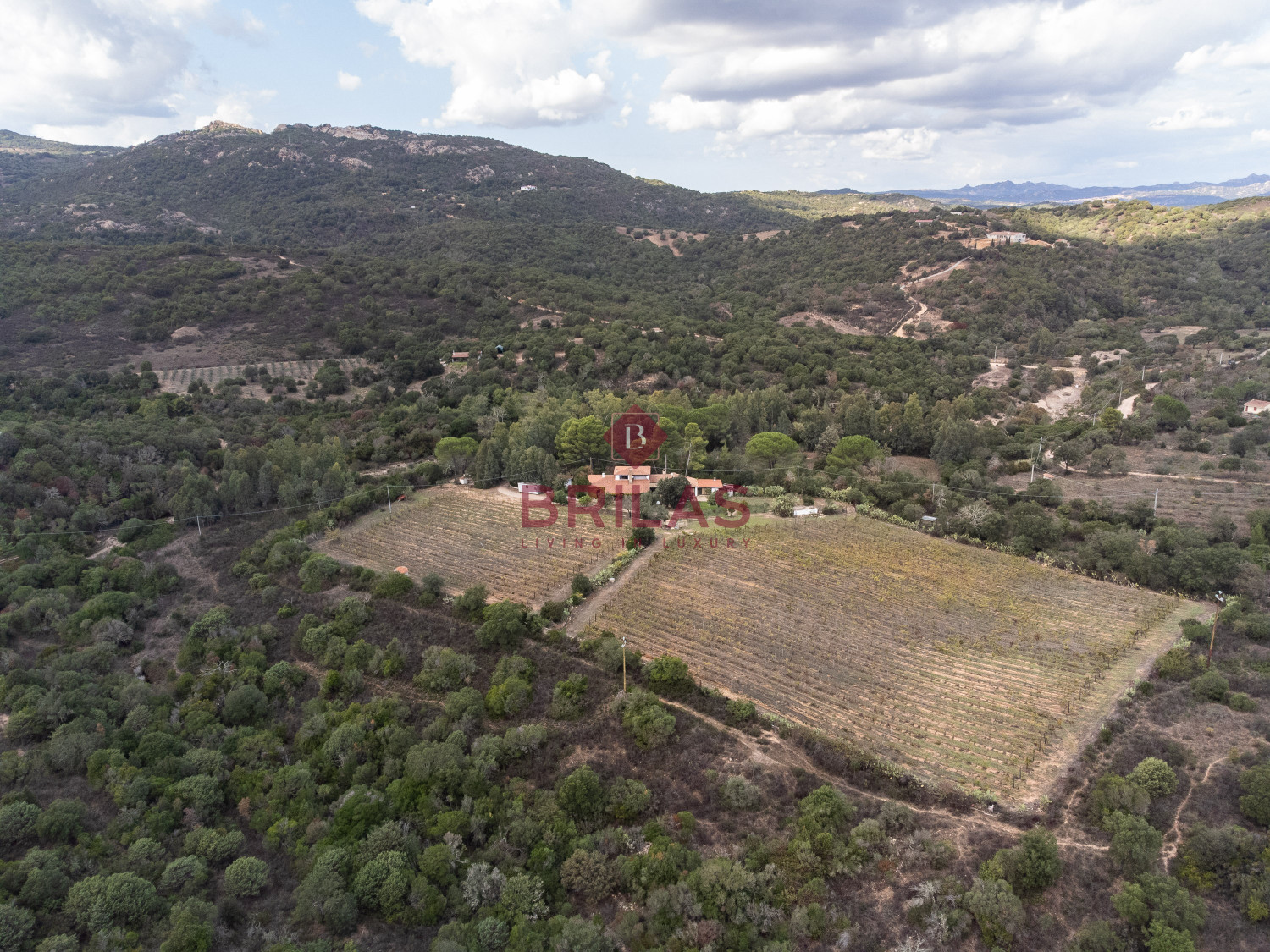 Villa rustica con vigna e uliveto