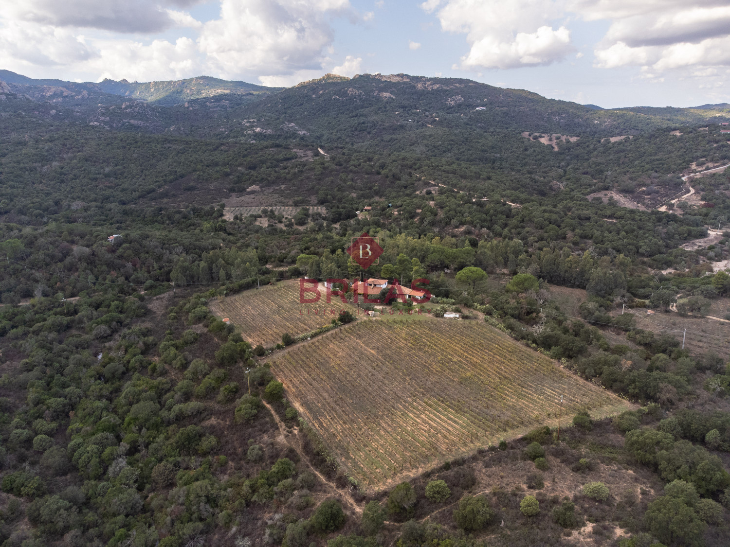 Villa rustica con vigna e uliveto