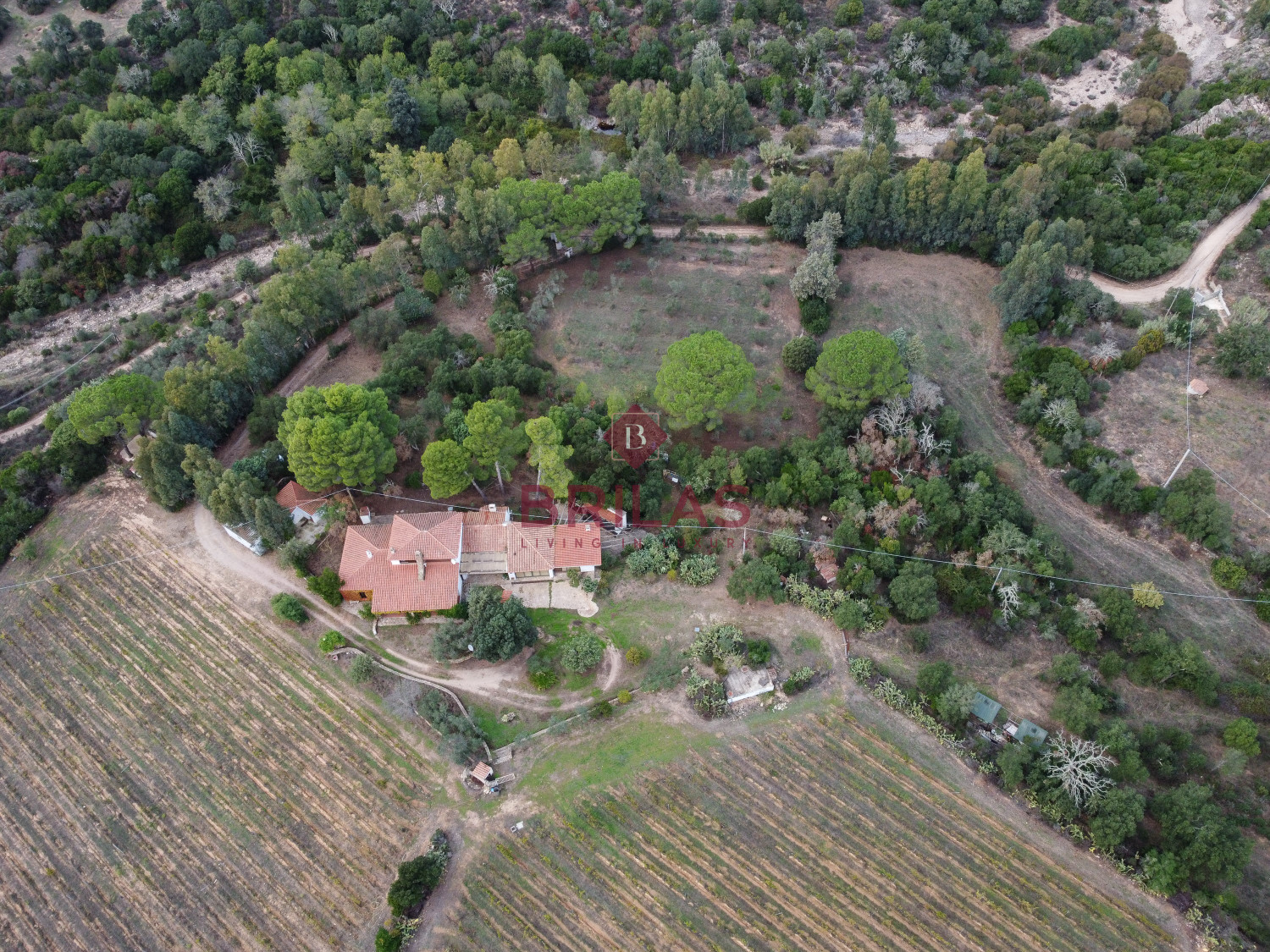 Villa rustica con vigna e uliveto