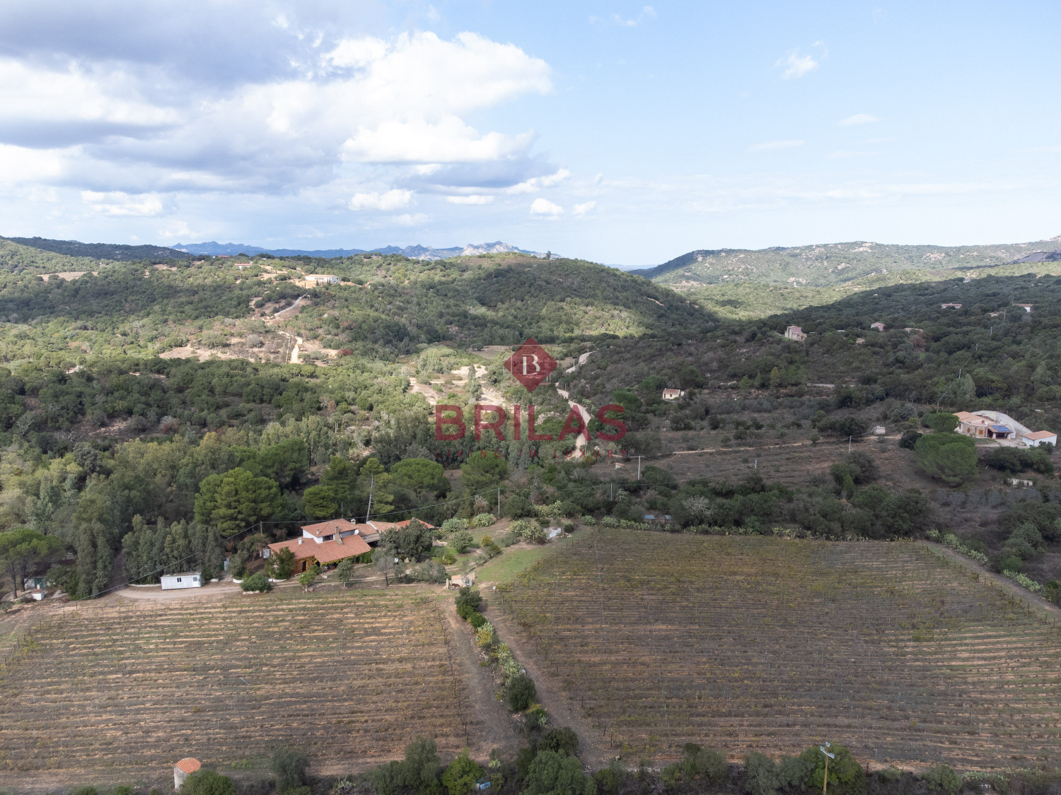 Villa rustica con vigna e uliveto