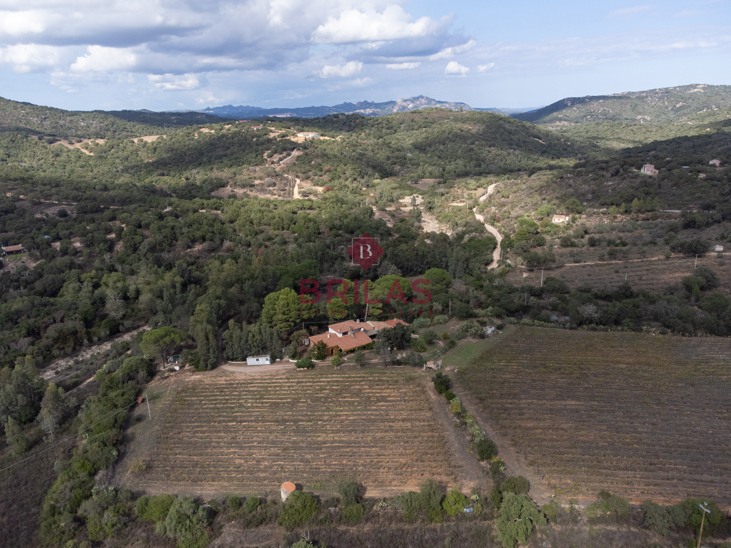 Villa rustica con vigna e uliveto