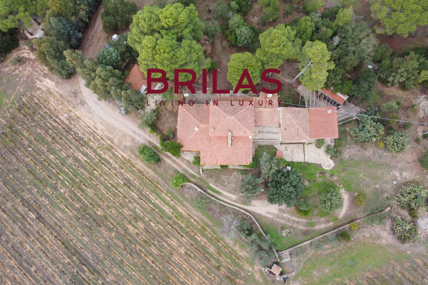 Villa rustica con vigna e uliveto