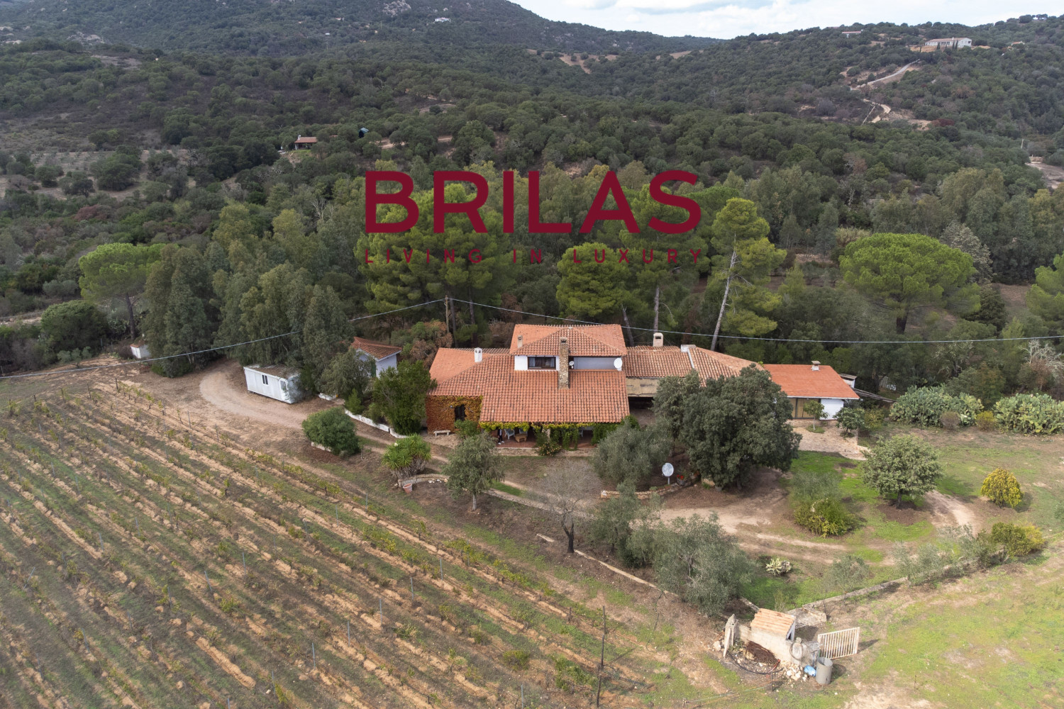 Villa rustica con vigna e uliveto