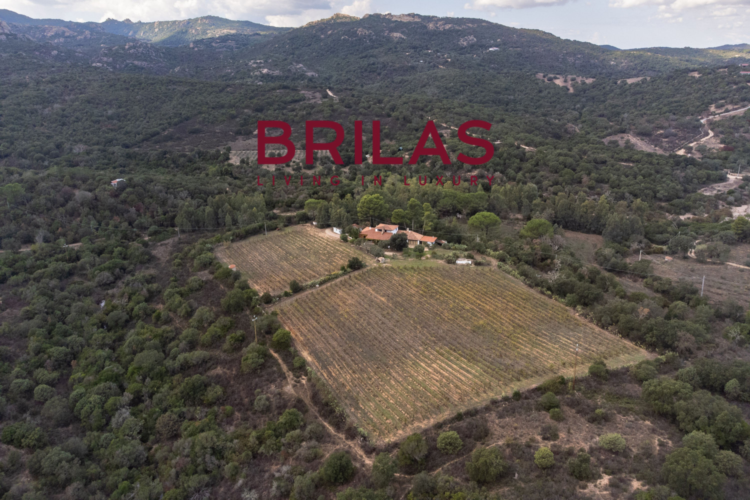 Villa rustica con vigna e uliveto