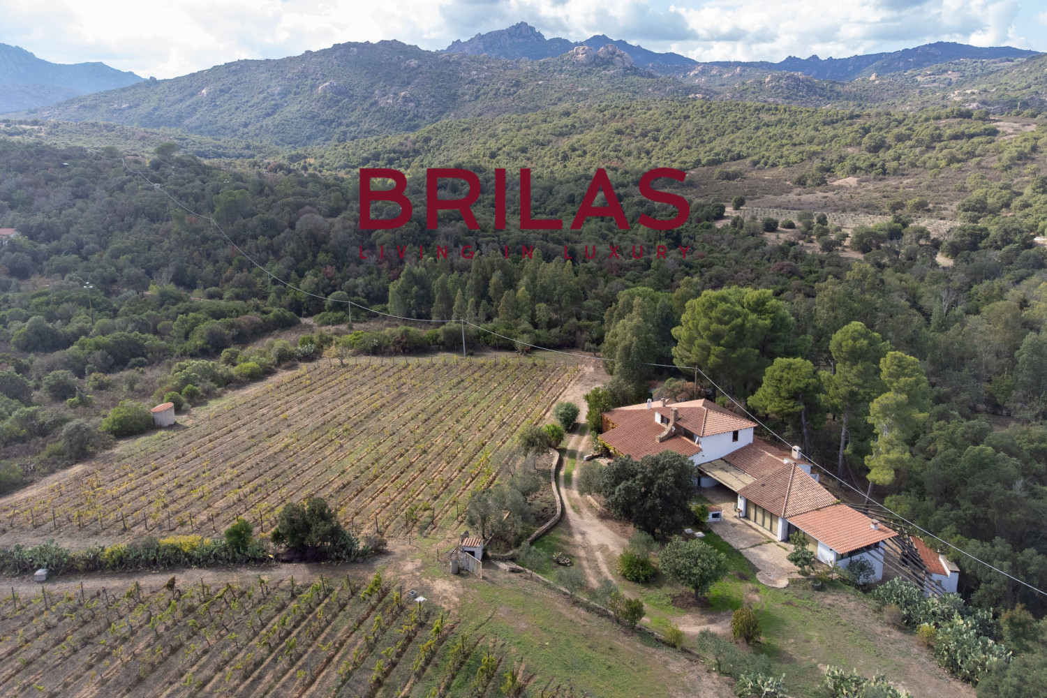 Villa rustica con vigna e uliveto