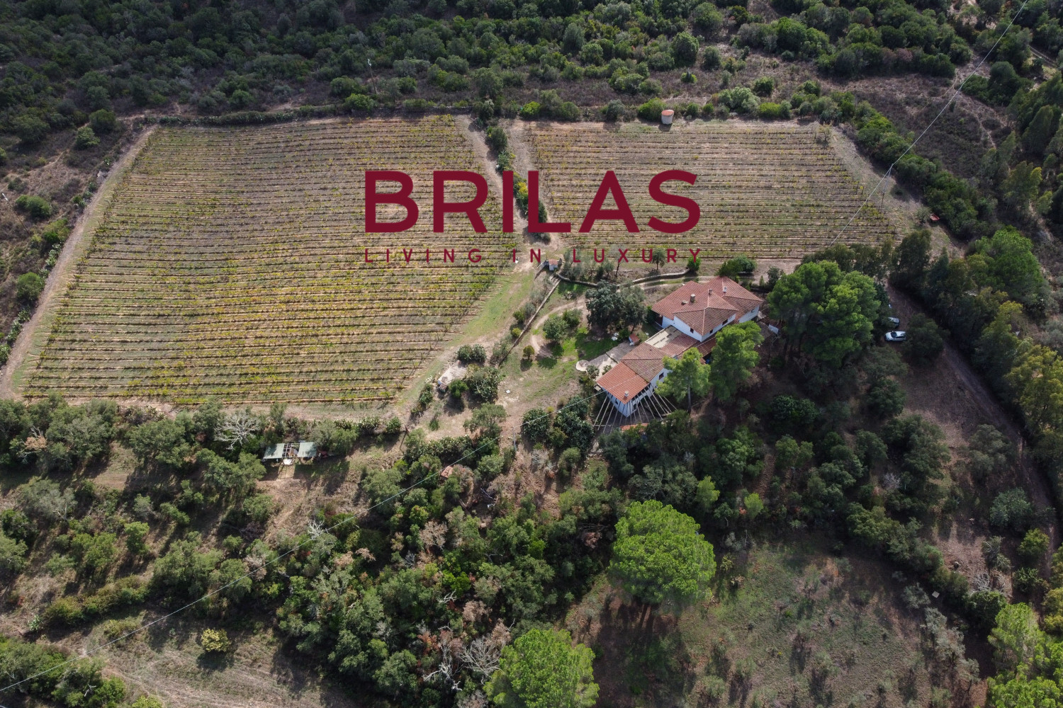 Villa rustica con vigna e uliveto