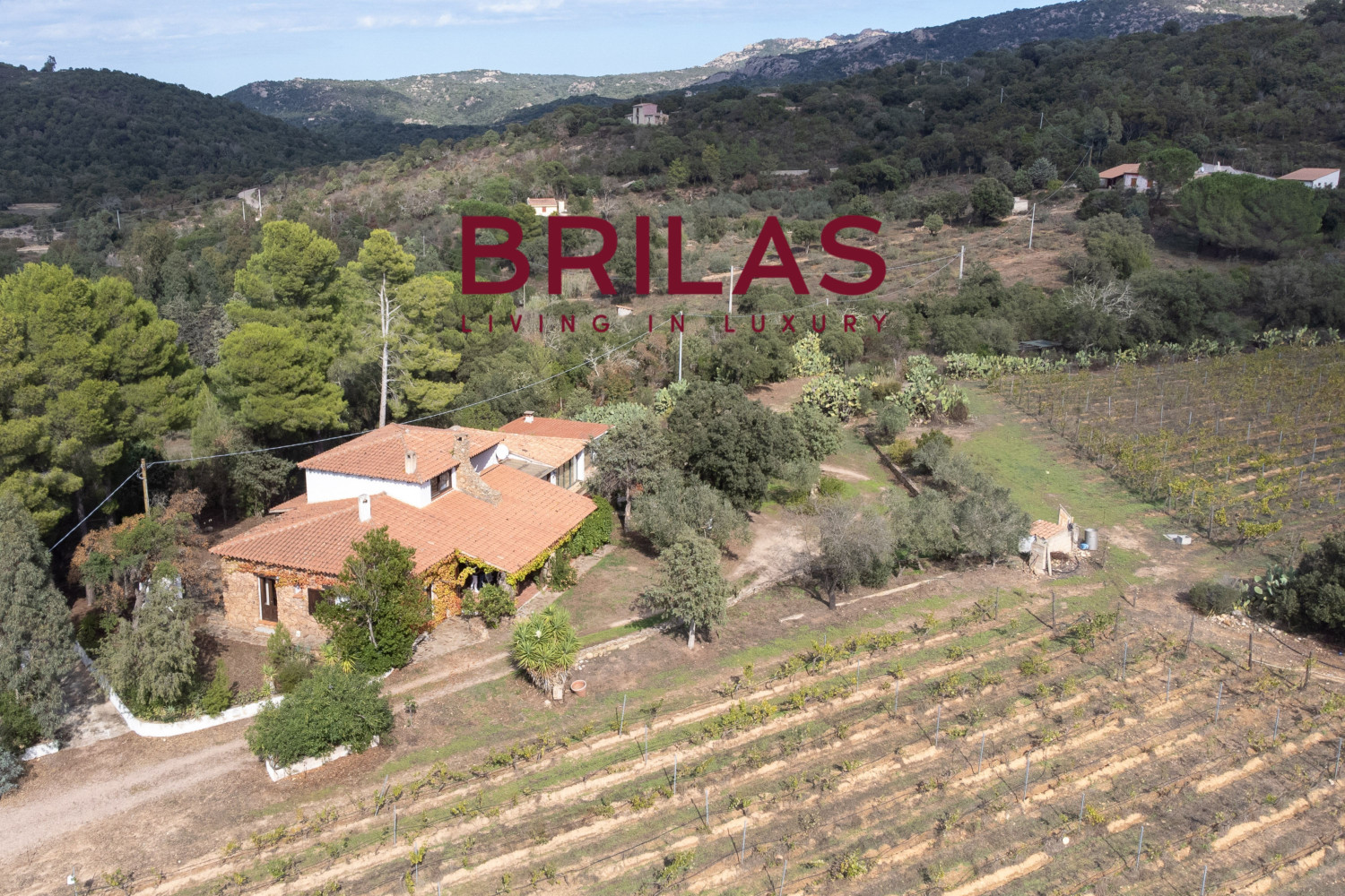 Villa rustica con vigna e uliveto