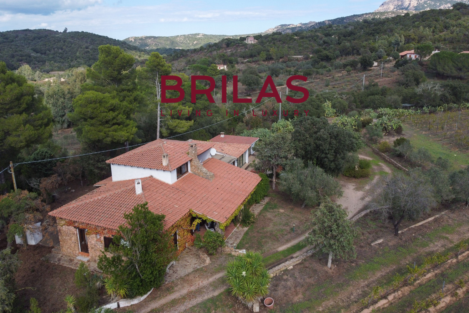 Villa rustica con vigna e uliveto