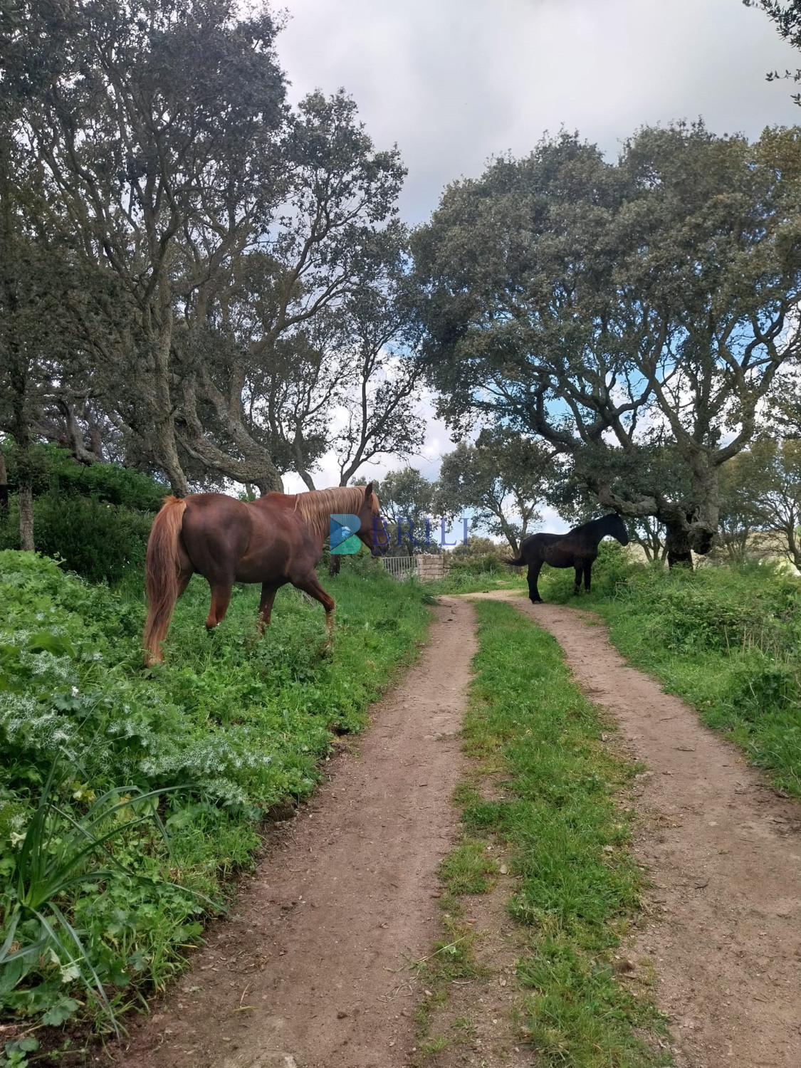 Vendesi Tenuta di 16 Ettari con Fabbricati