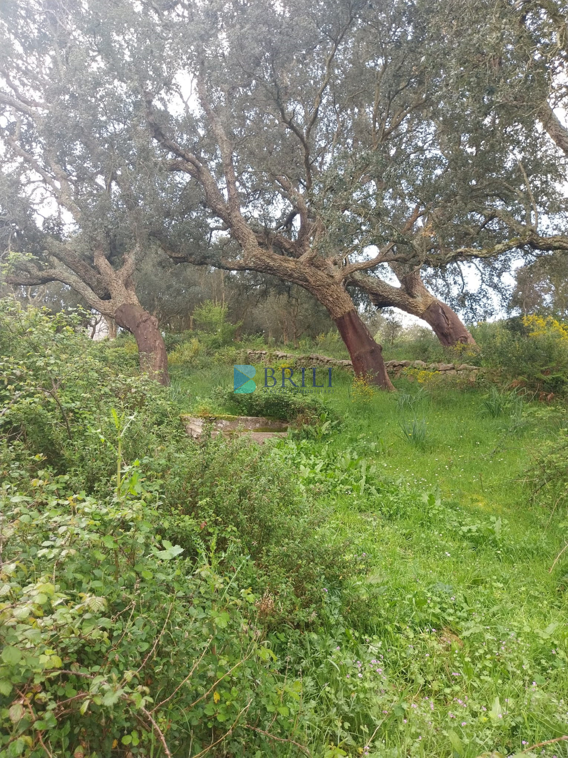 Vendesi Tenuta di 16 Ettari con Fabbricati